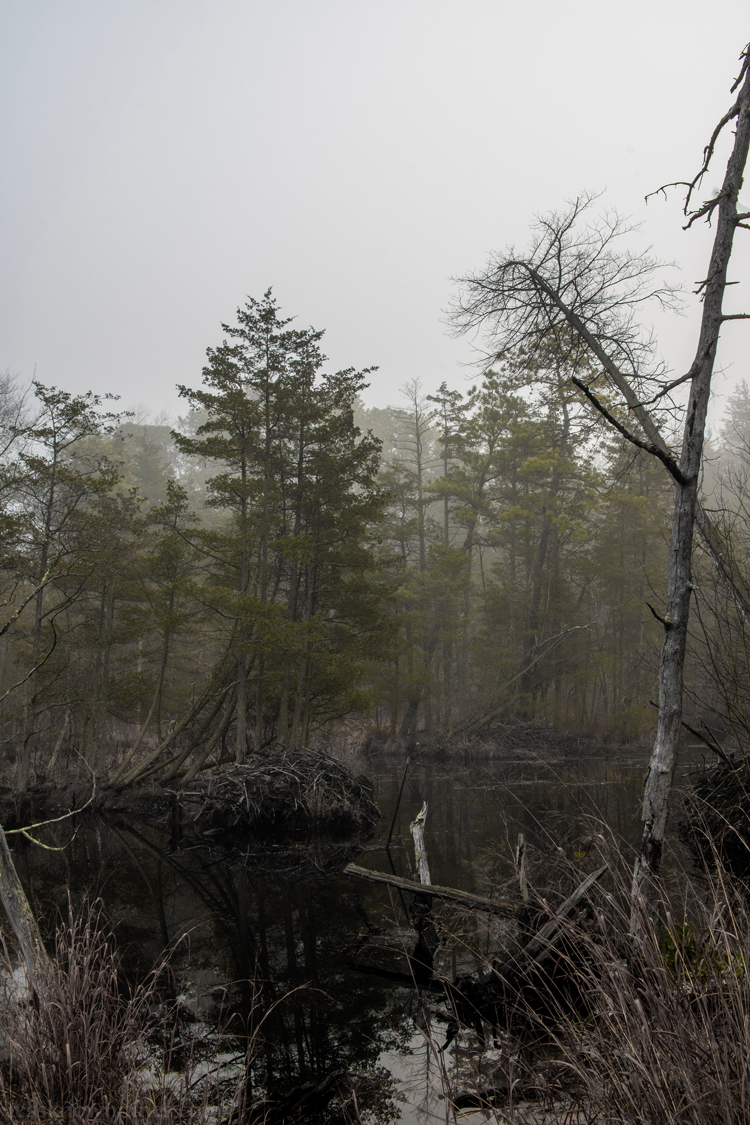 Cedar swamp at the edge of FPP