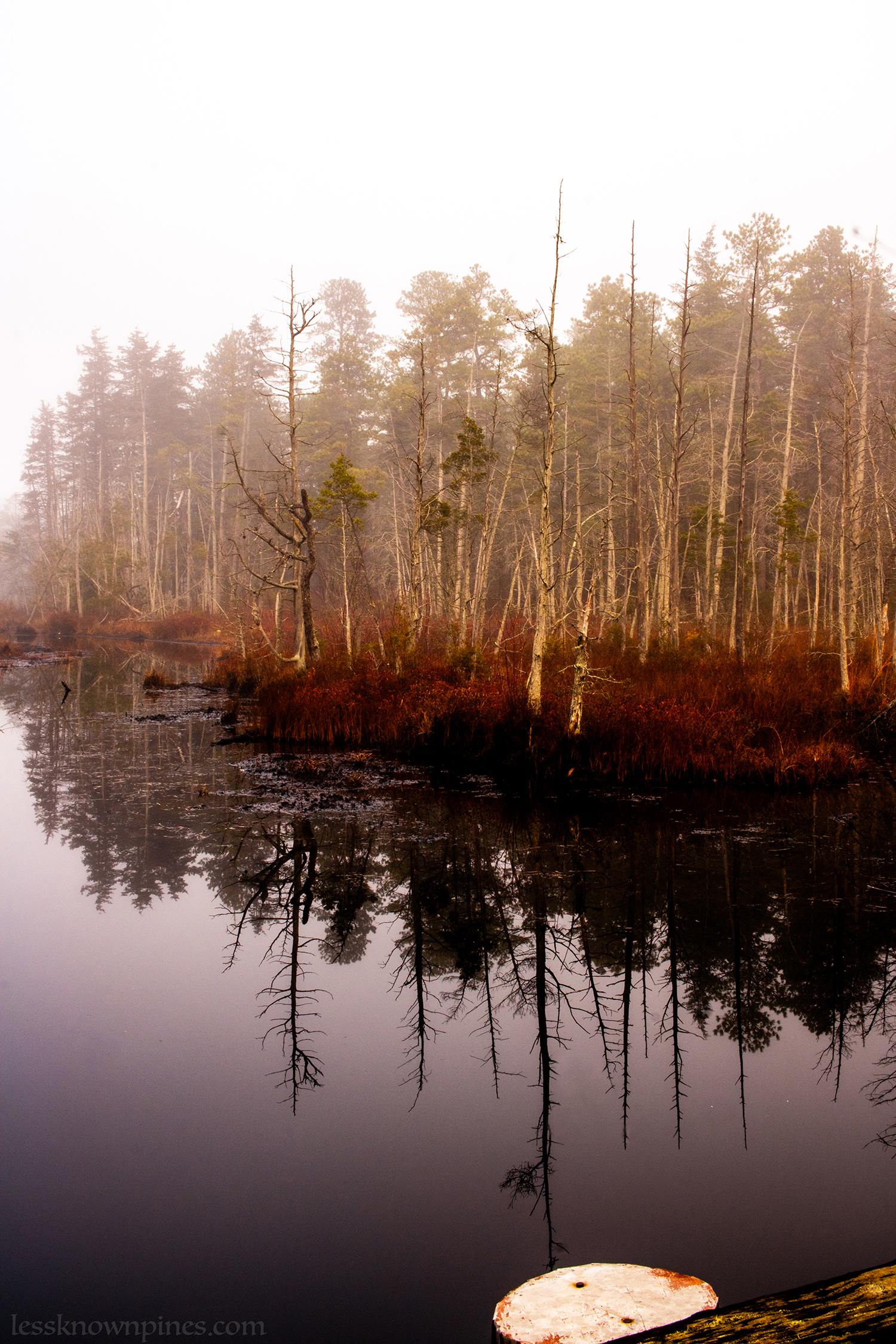 Dead cedar trees at the edge of FPP
