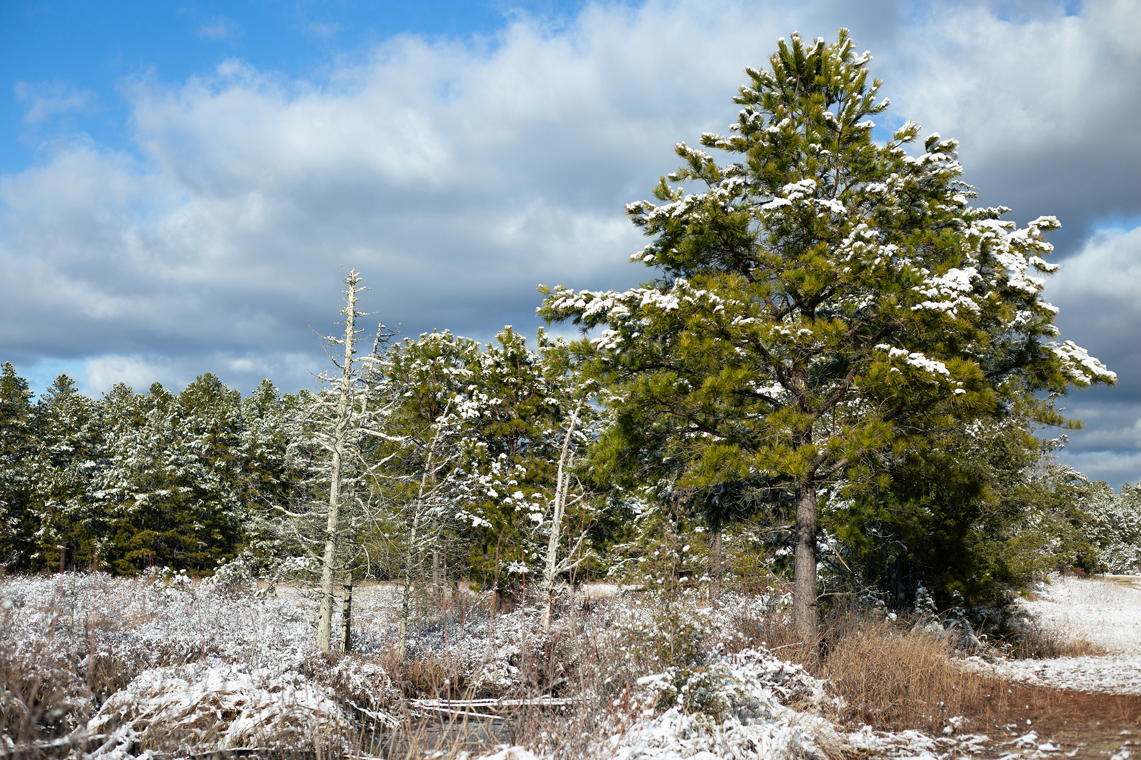 Fallen branch in the snow