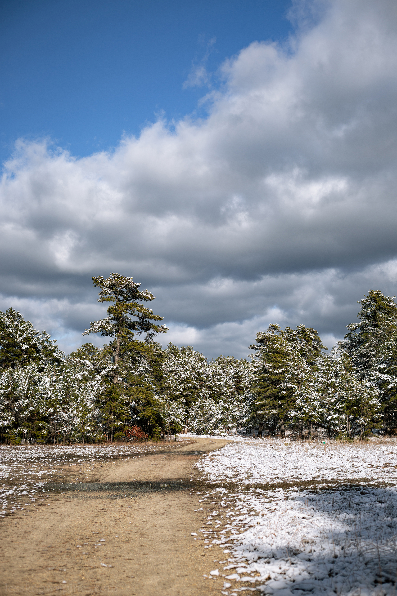 Trail surrounded by snow covered trees