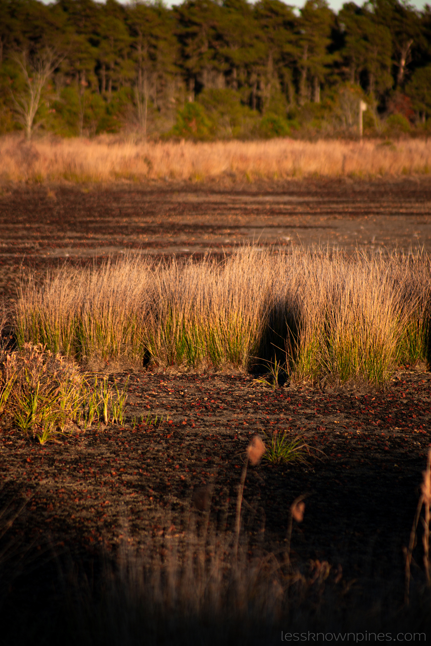 Grass island after drought