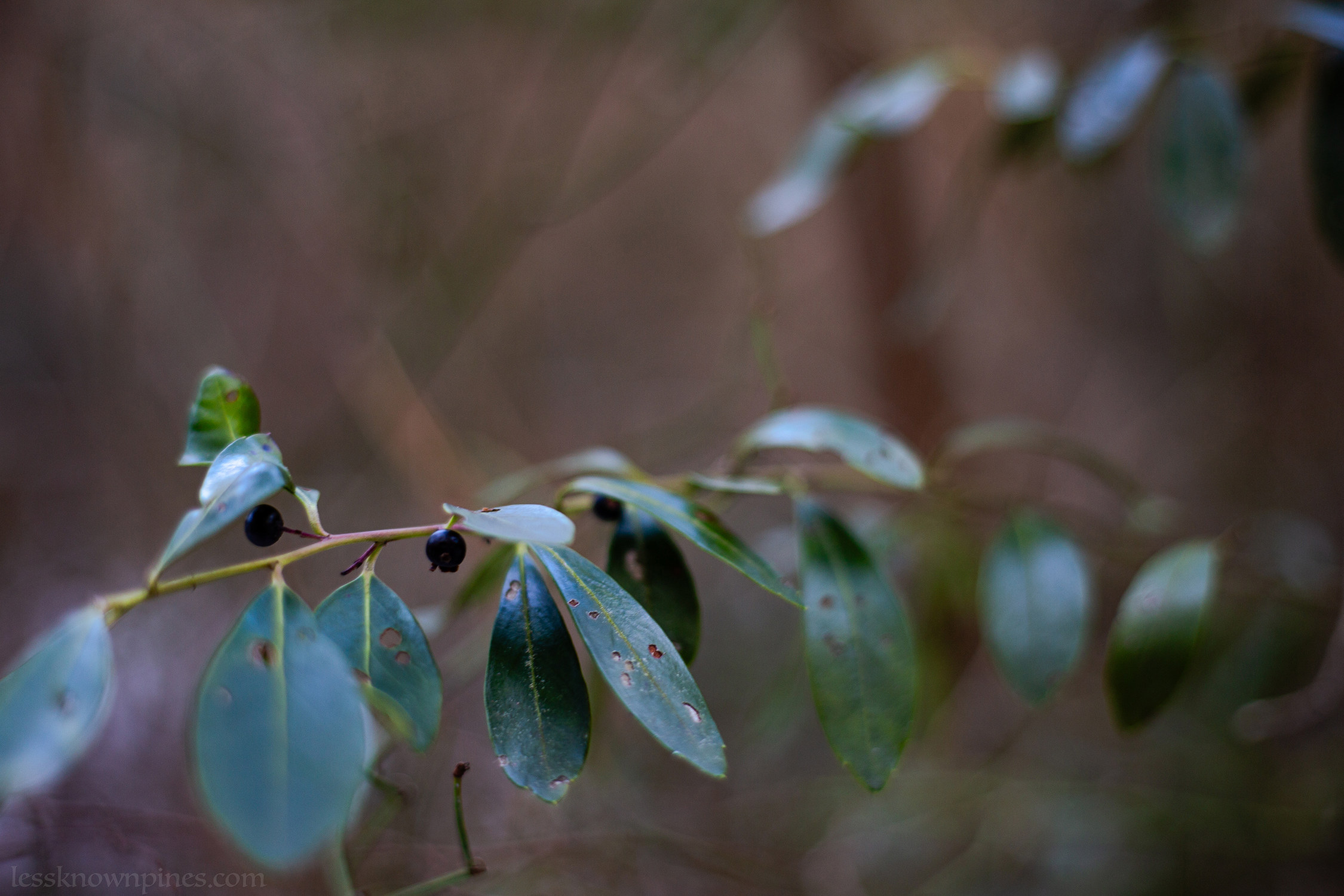 Ripe inkberry branch