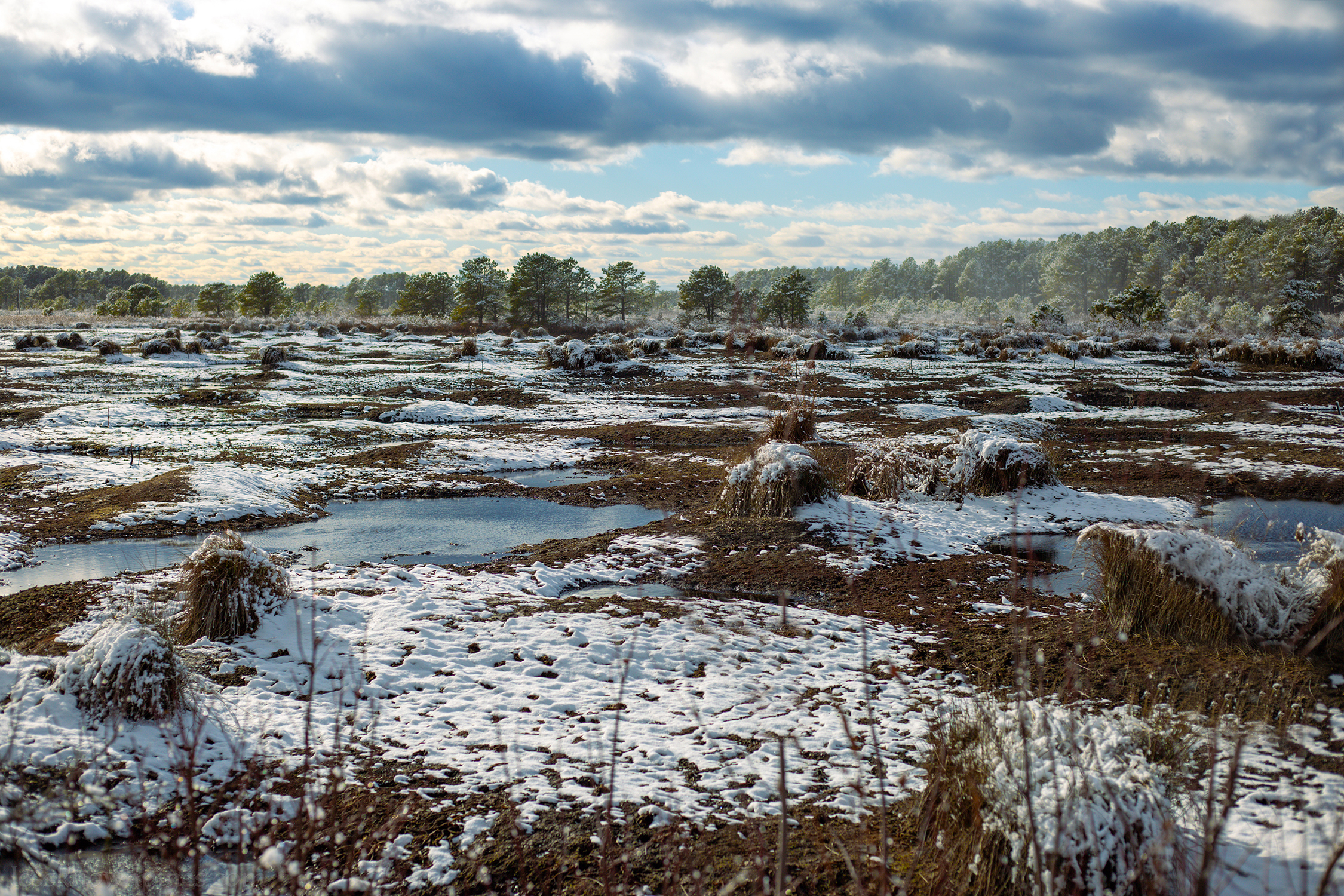 Frozen swamp on snow day