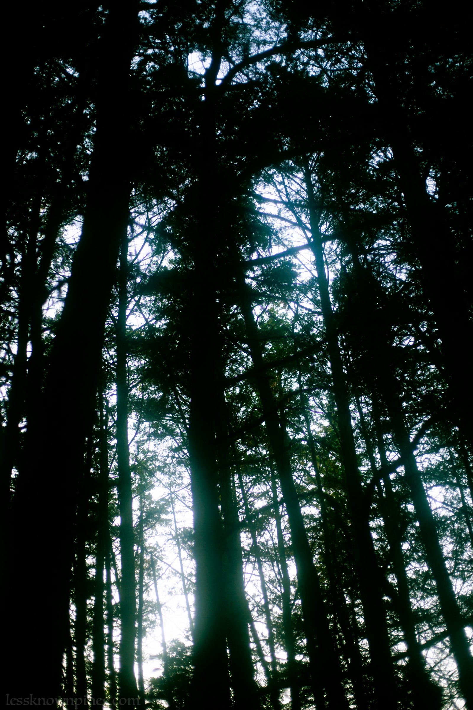 Low view of cedar forest