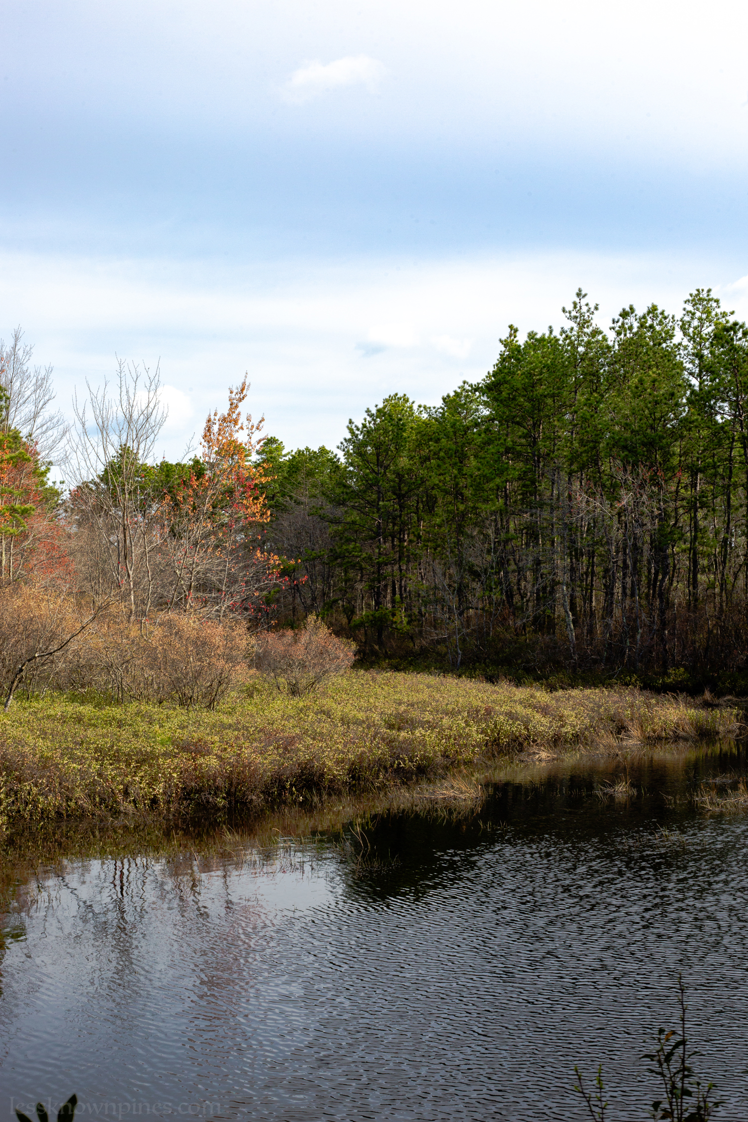 Mid spring pond side