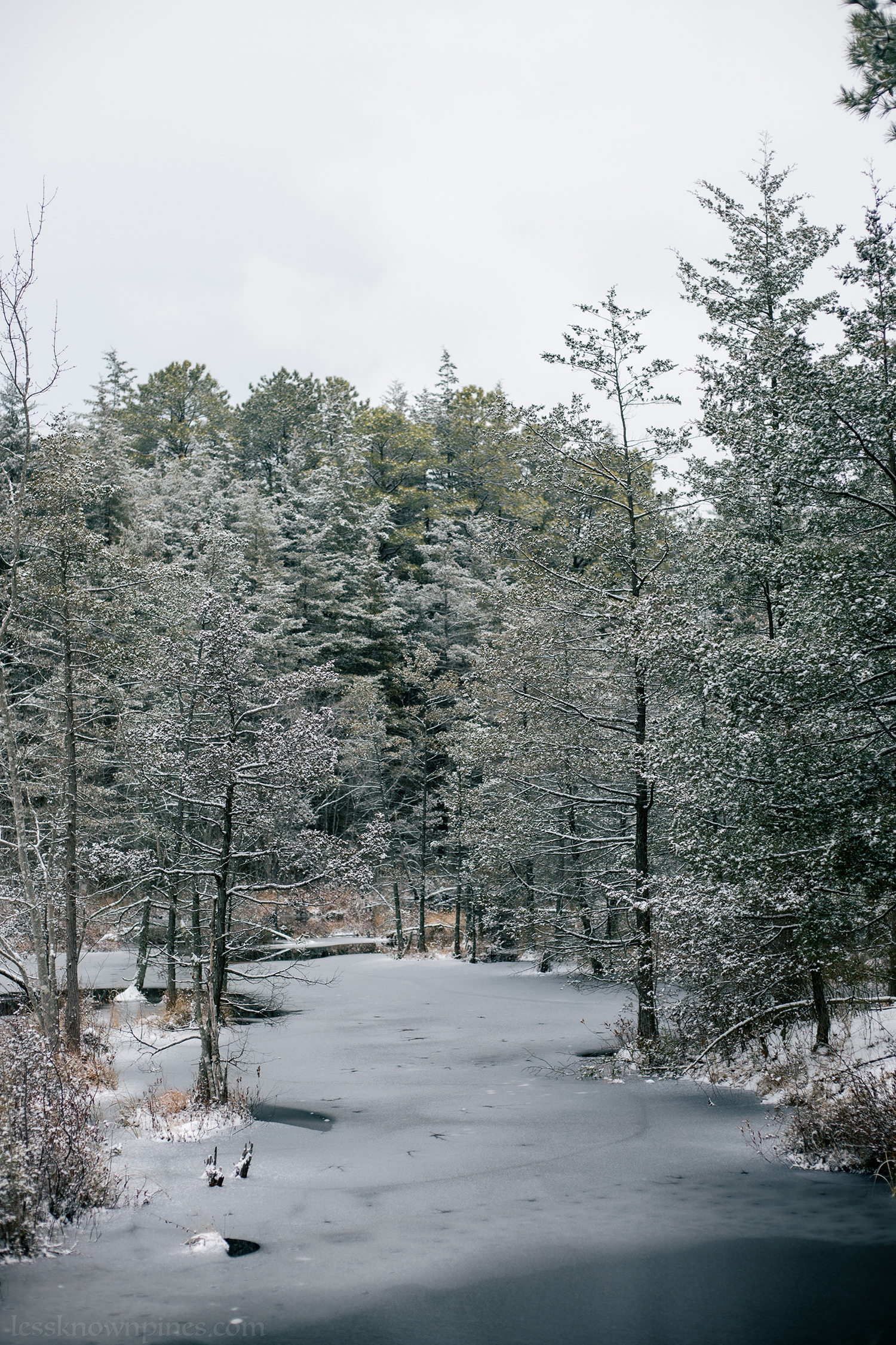Partially frozen swamp