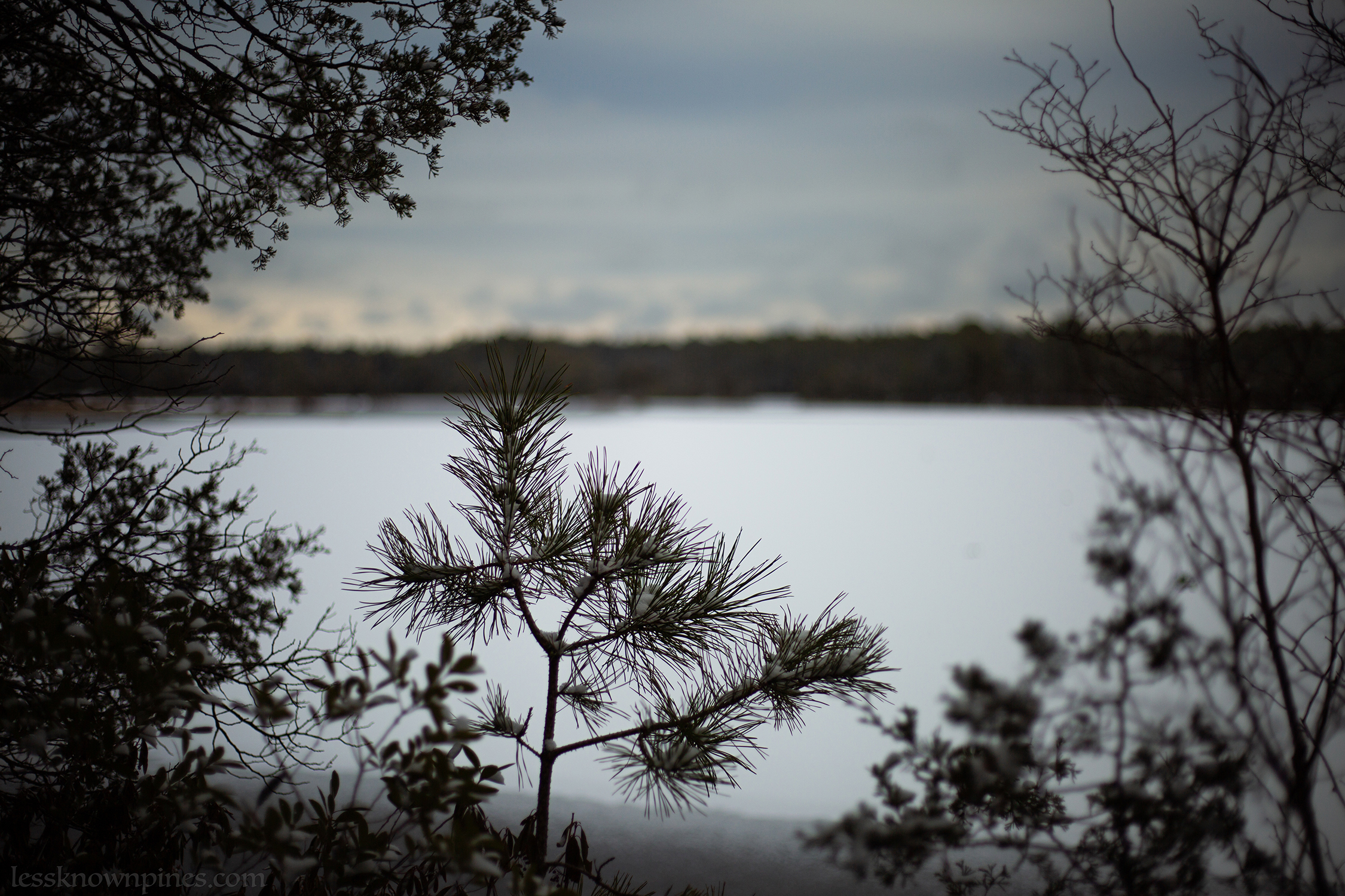 Pitch sapling before pond