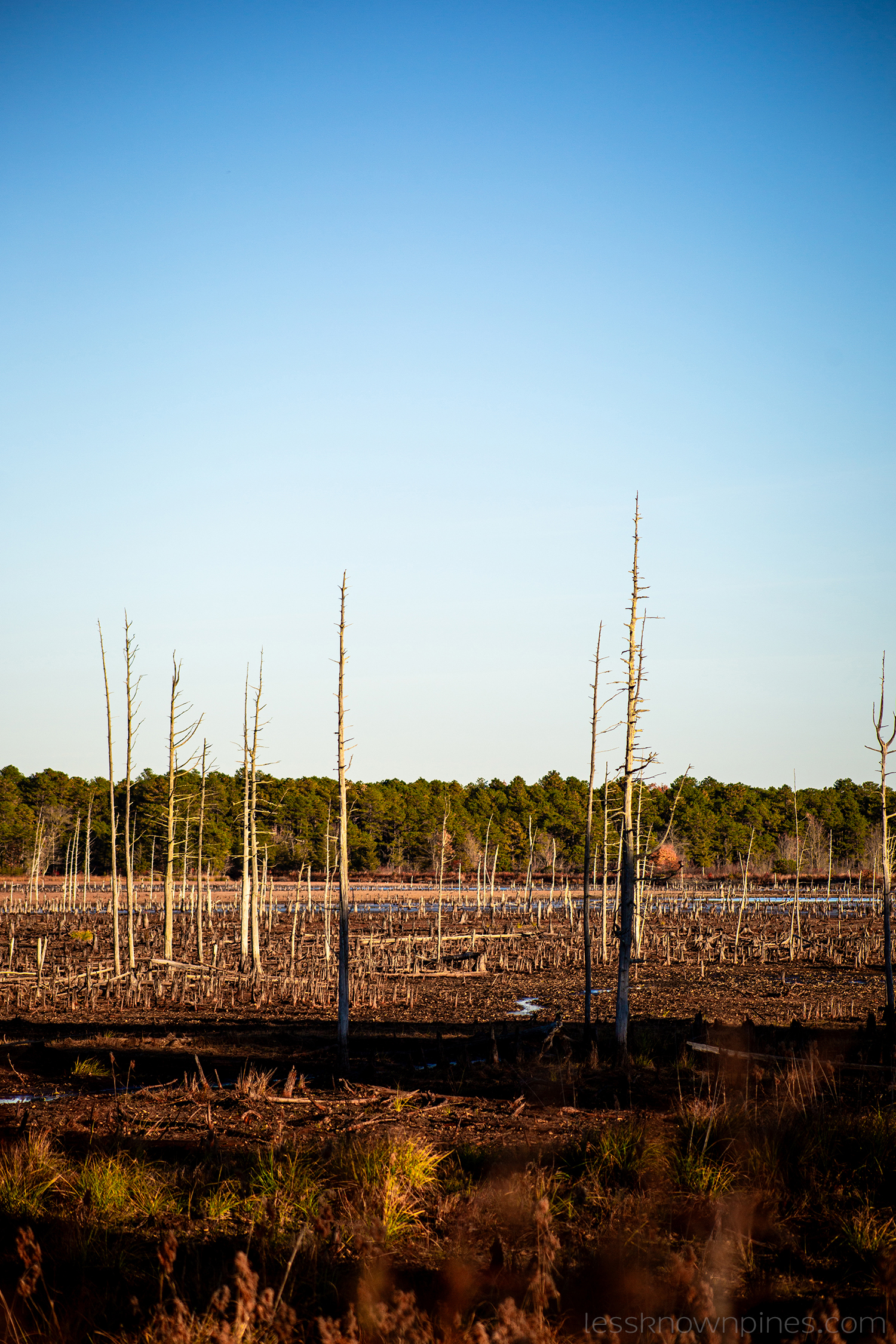 Skeleton forest during drought