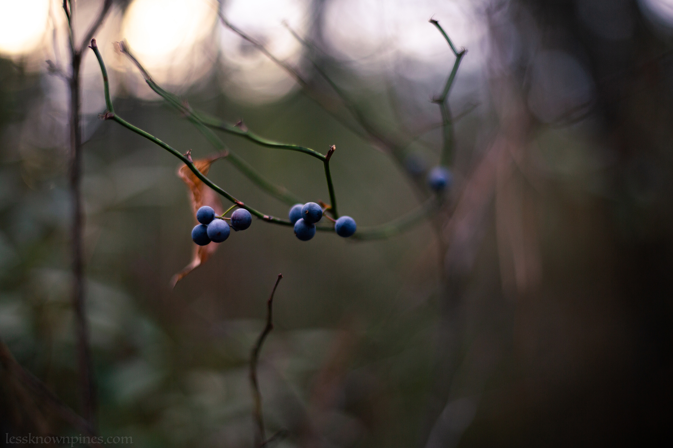 Winter smilax berry branch