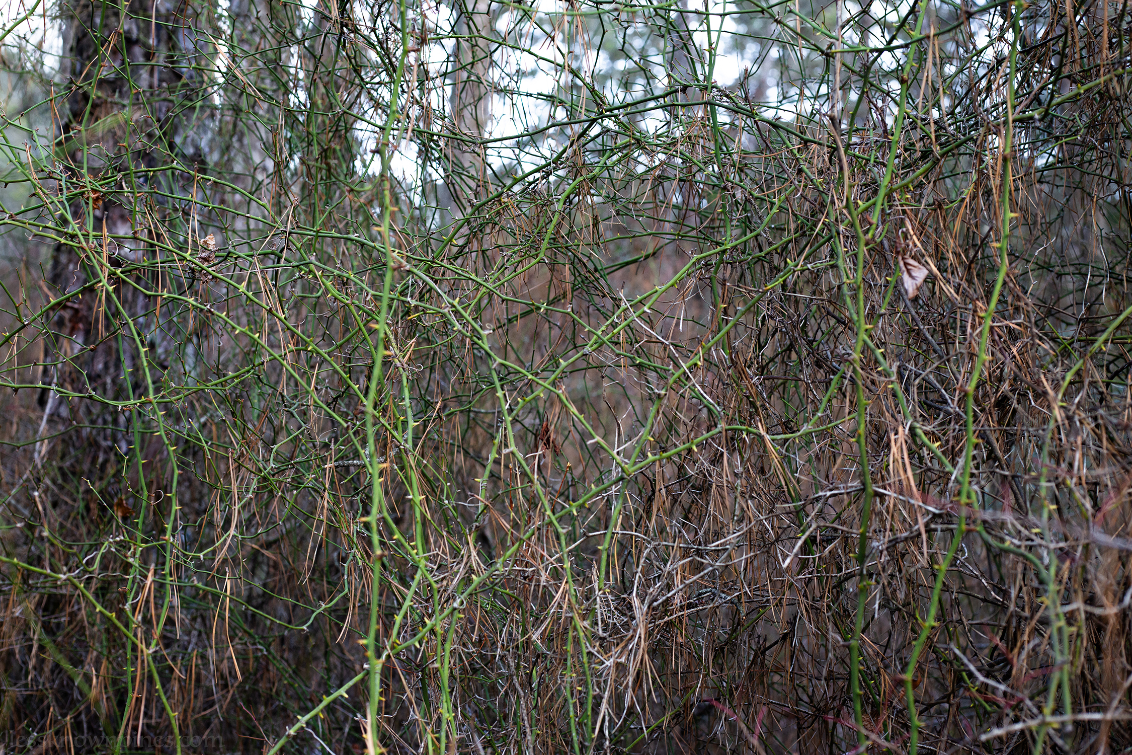 Thorny smilax during winter