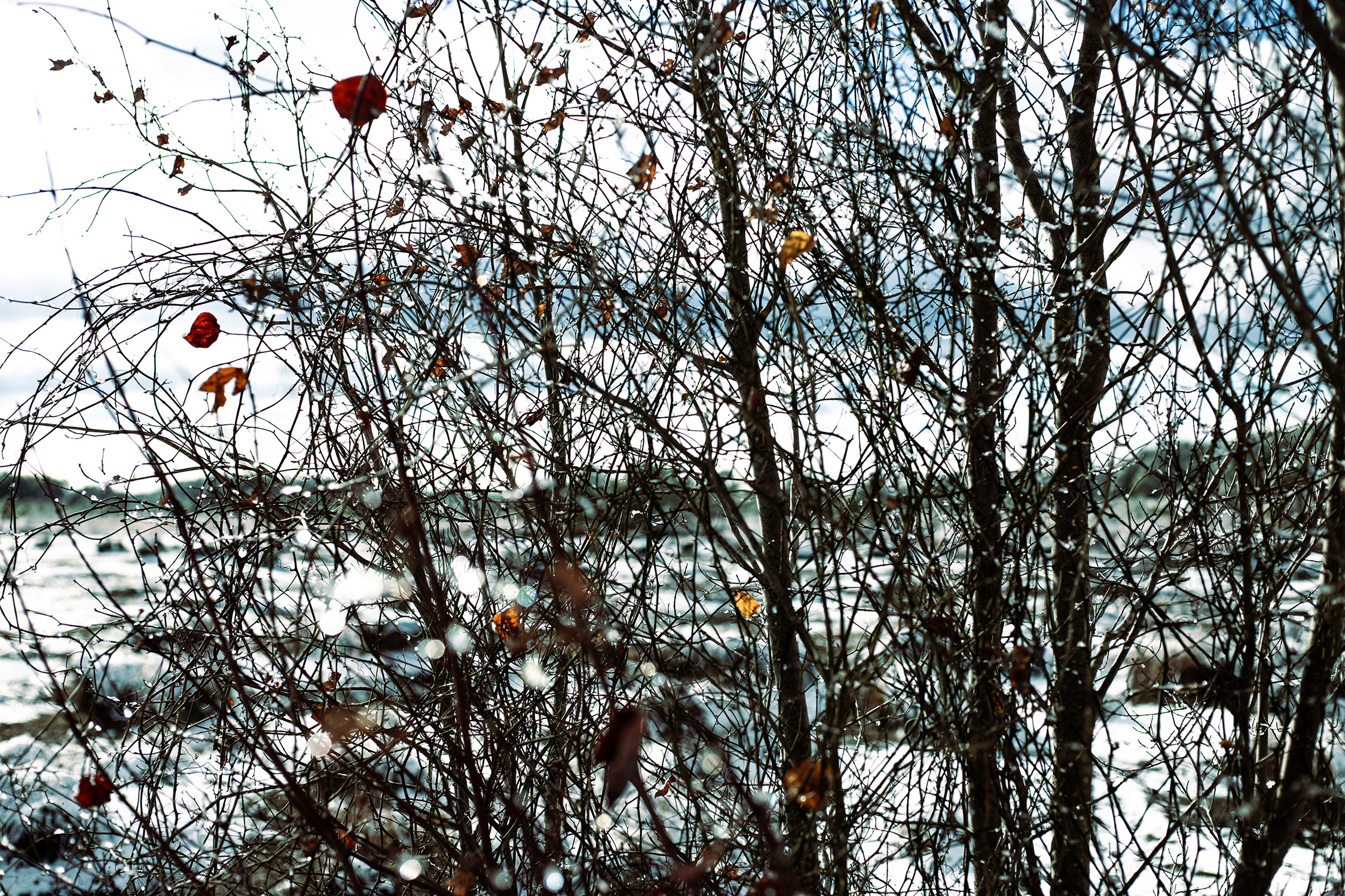 Smilax icy thorns winter