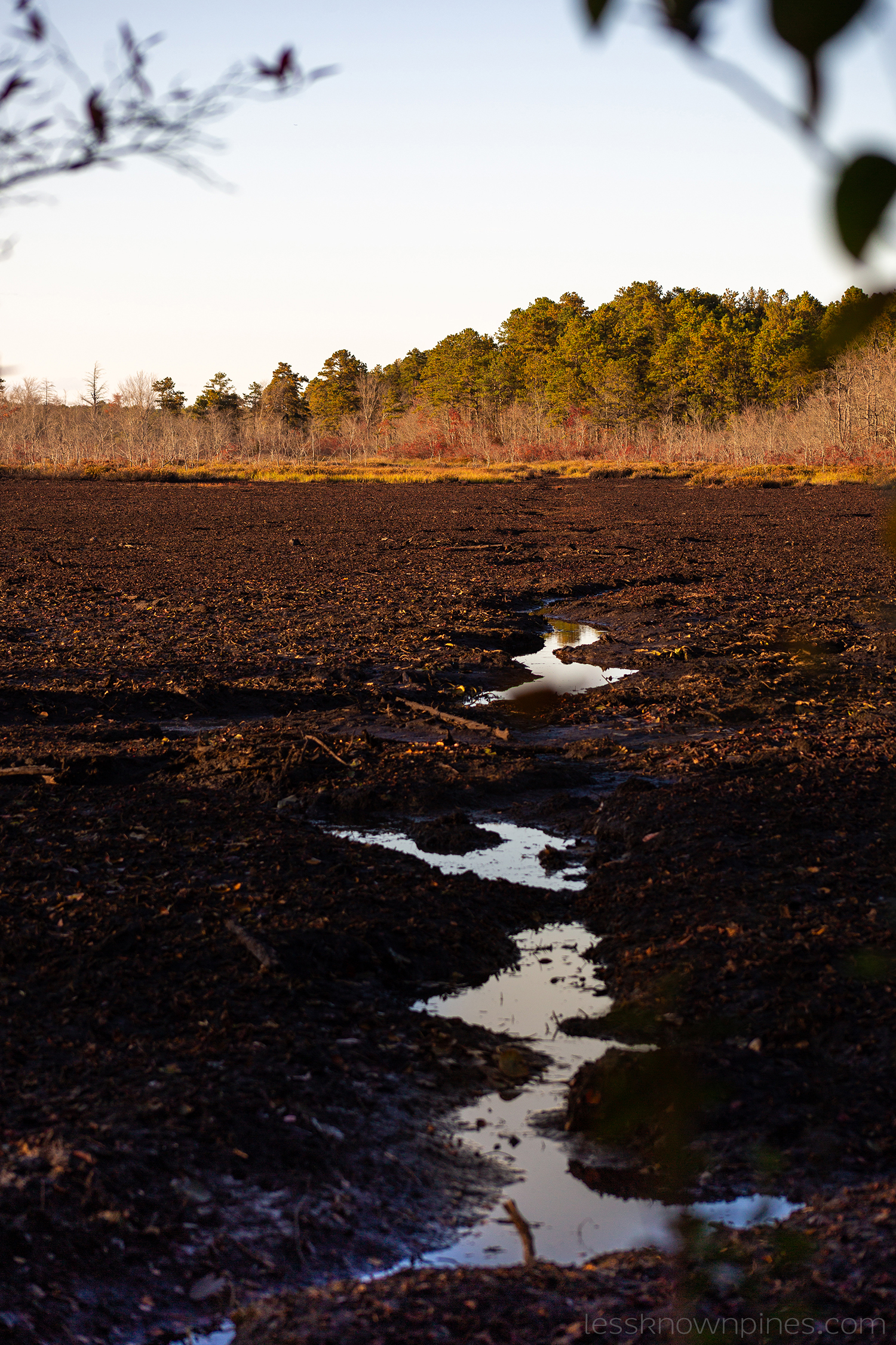 Swamp remains -- miniature river