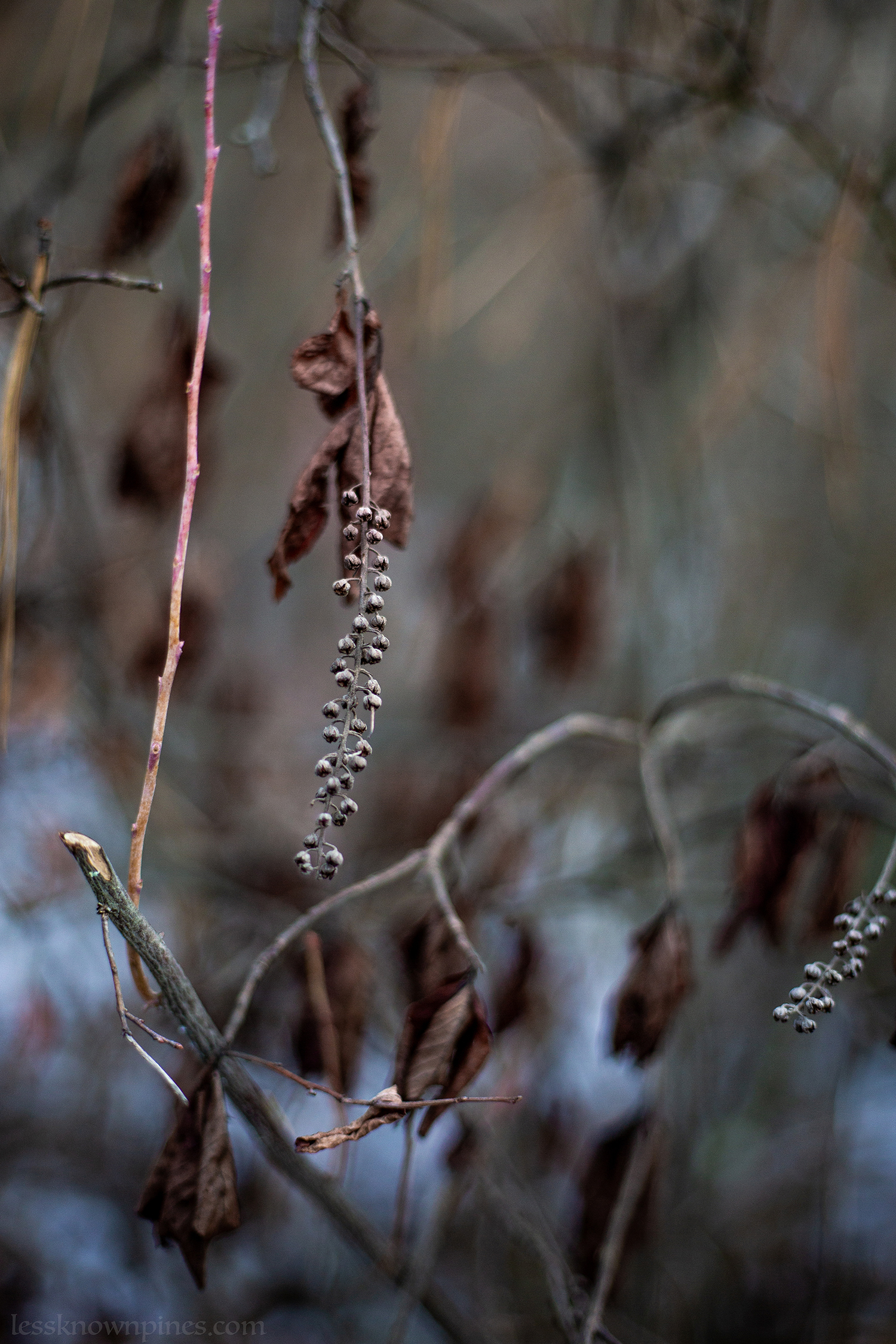 Sweet pepperbush during winter