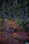 White-tailed Deer Thumbnail
