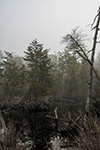 Foggy cedar swamp thumbnail