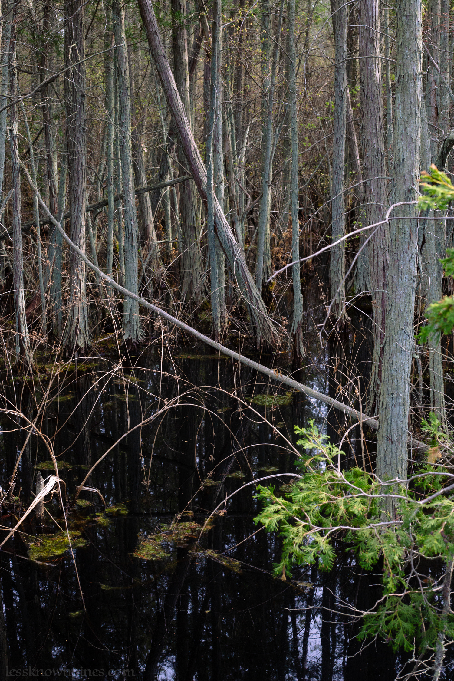 Cedars growing directly in swamp