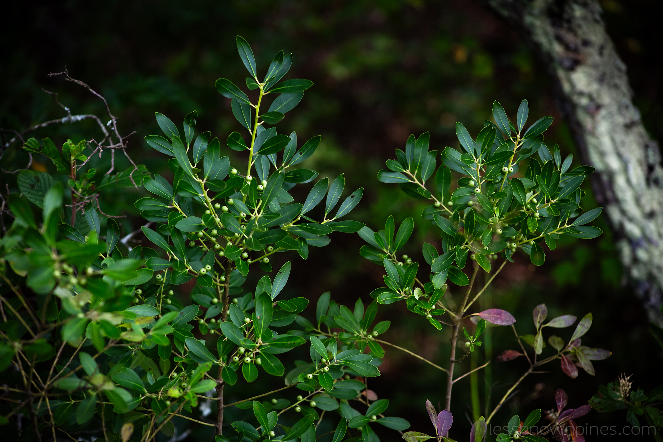 Unripe inkberry bush