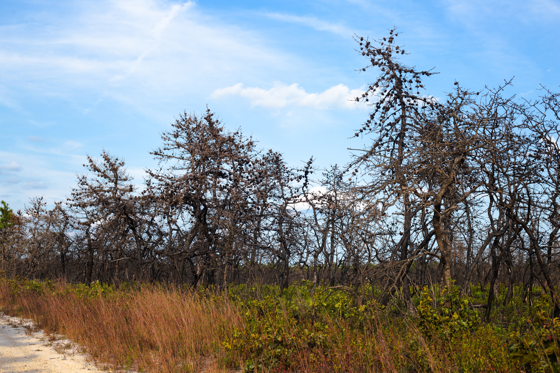 Trees after fire
