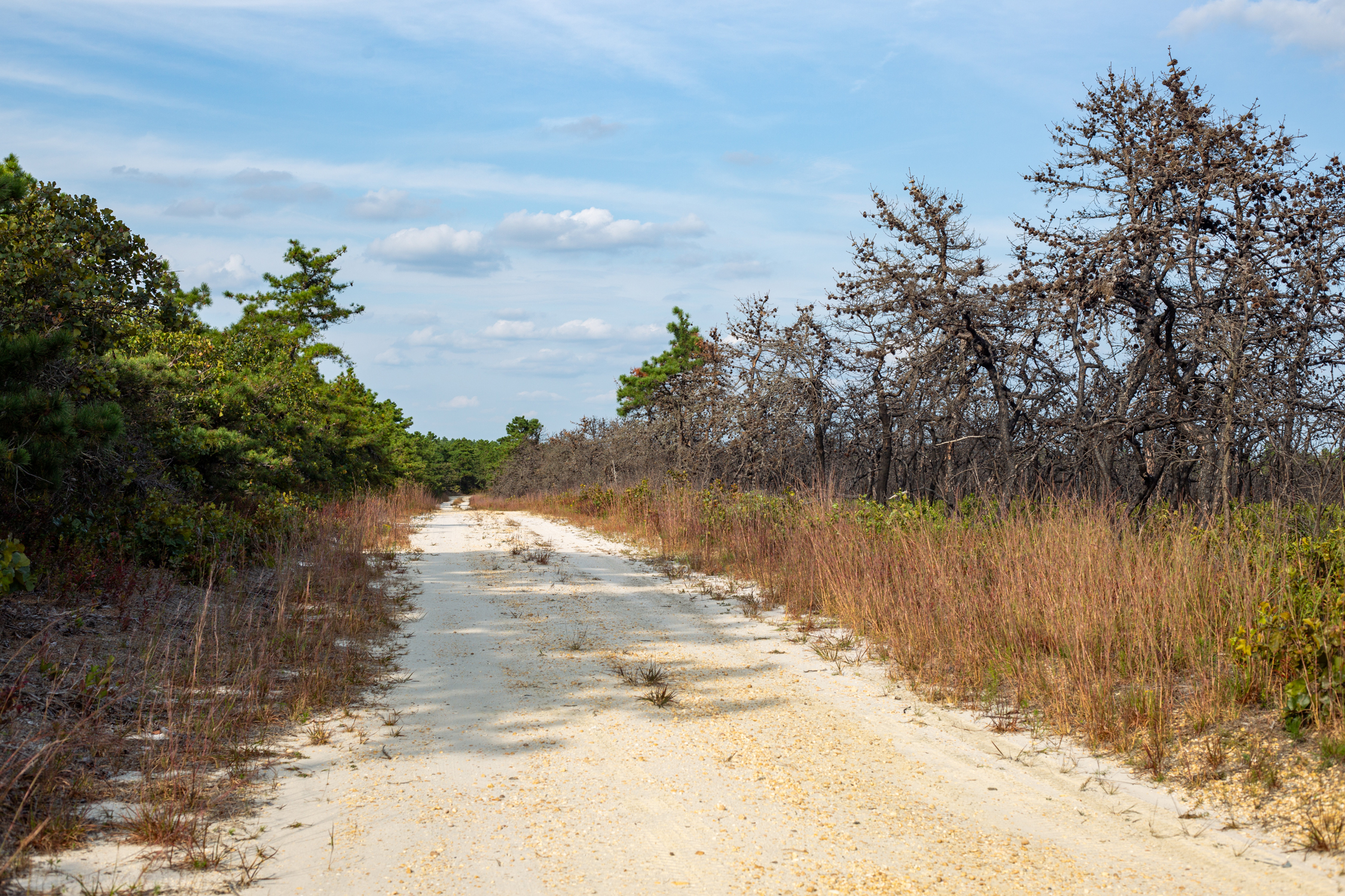 Dirt road separates burnt and intact areas