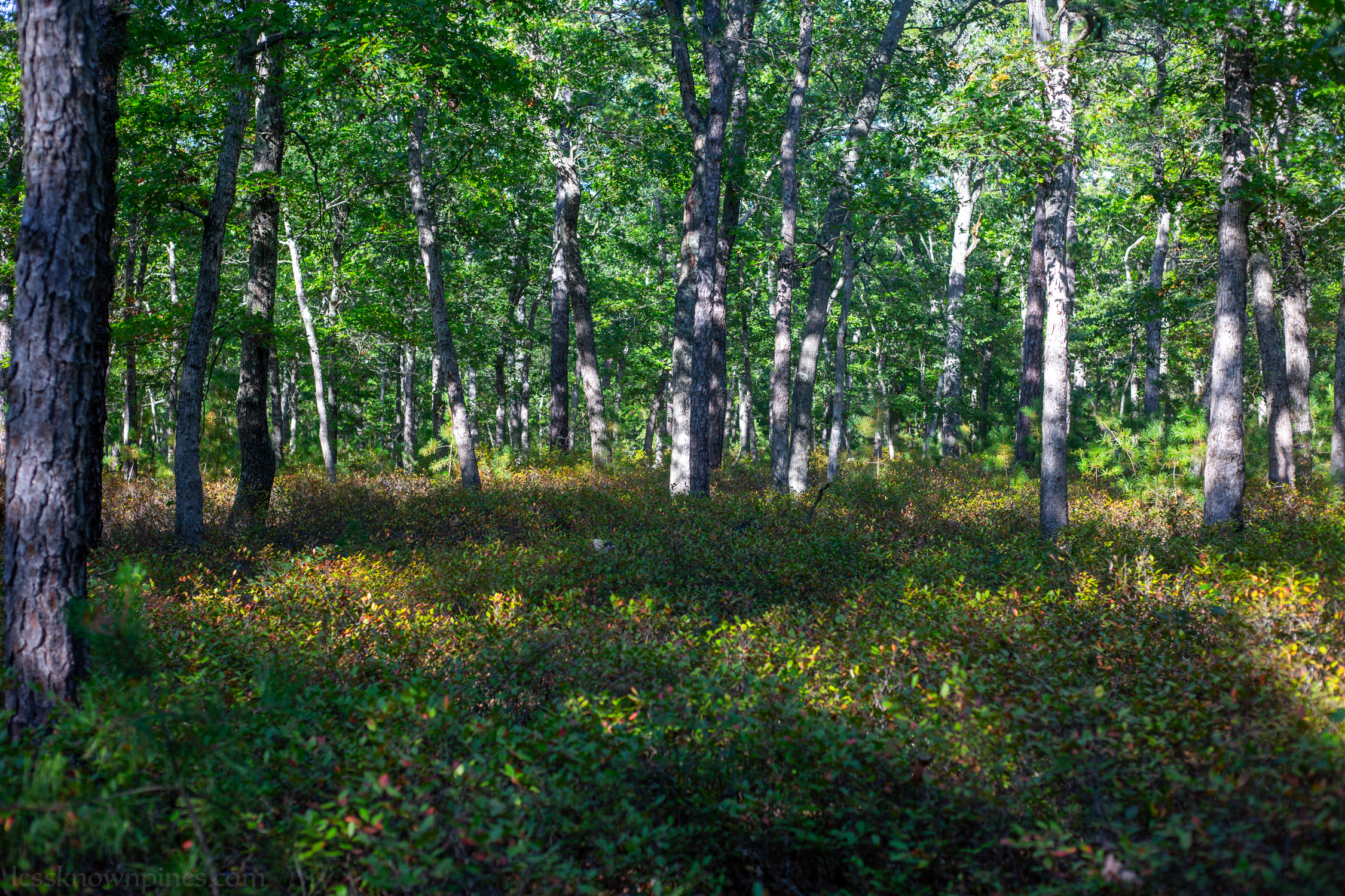 Early fall hardwood forest