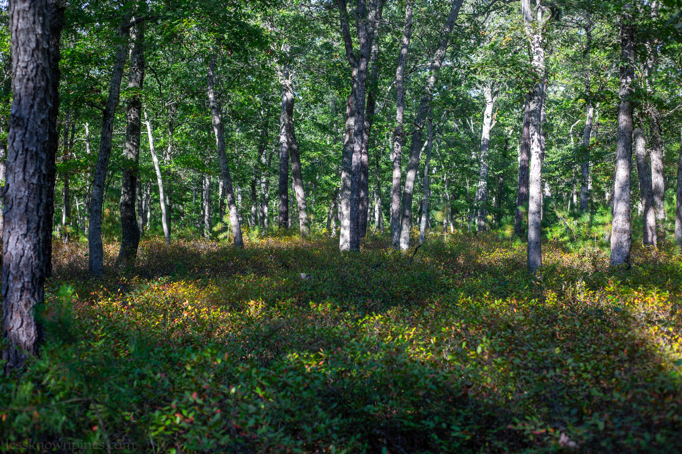 Ground foliage changing color