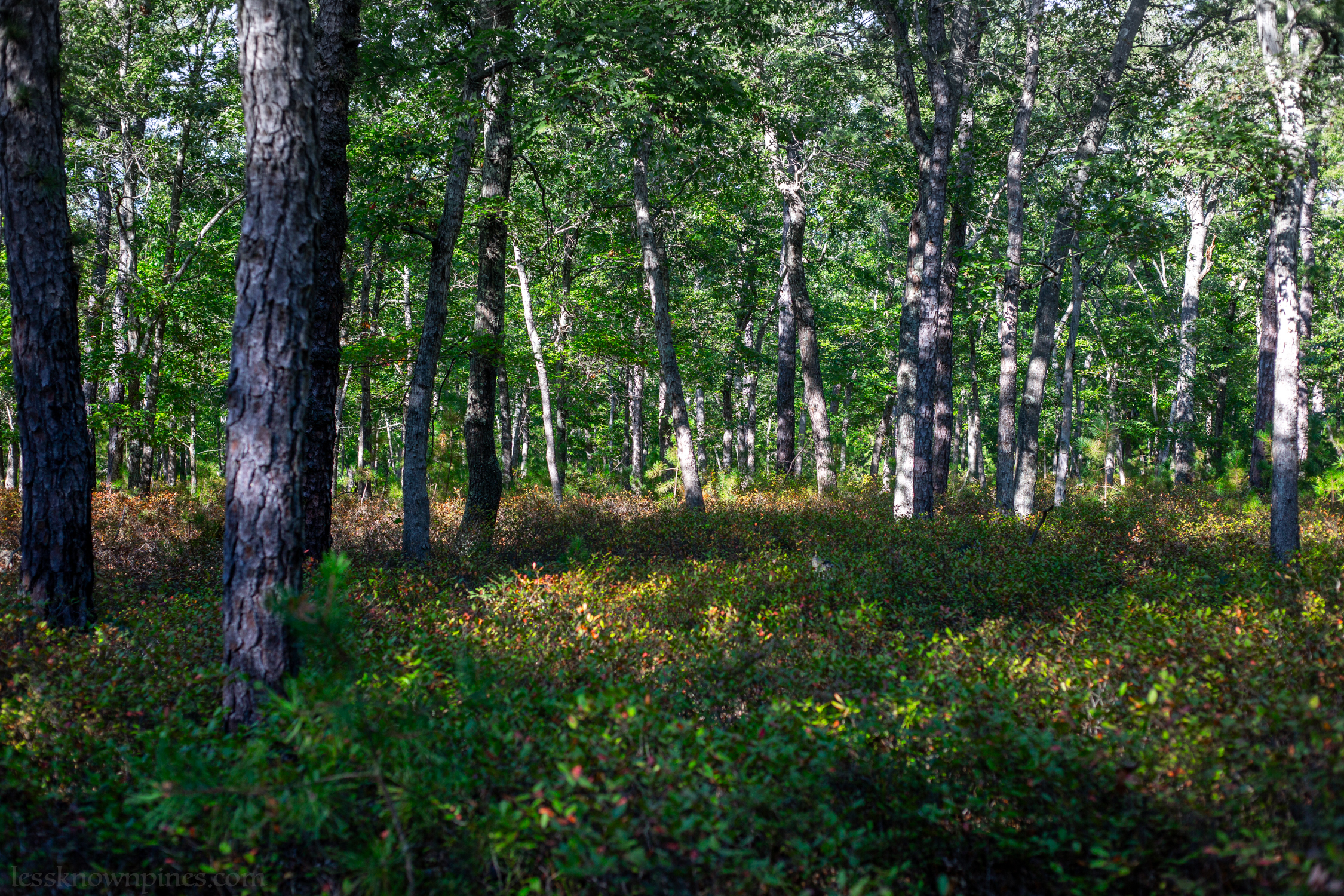 Hardwood fall foliage
