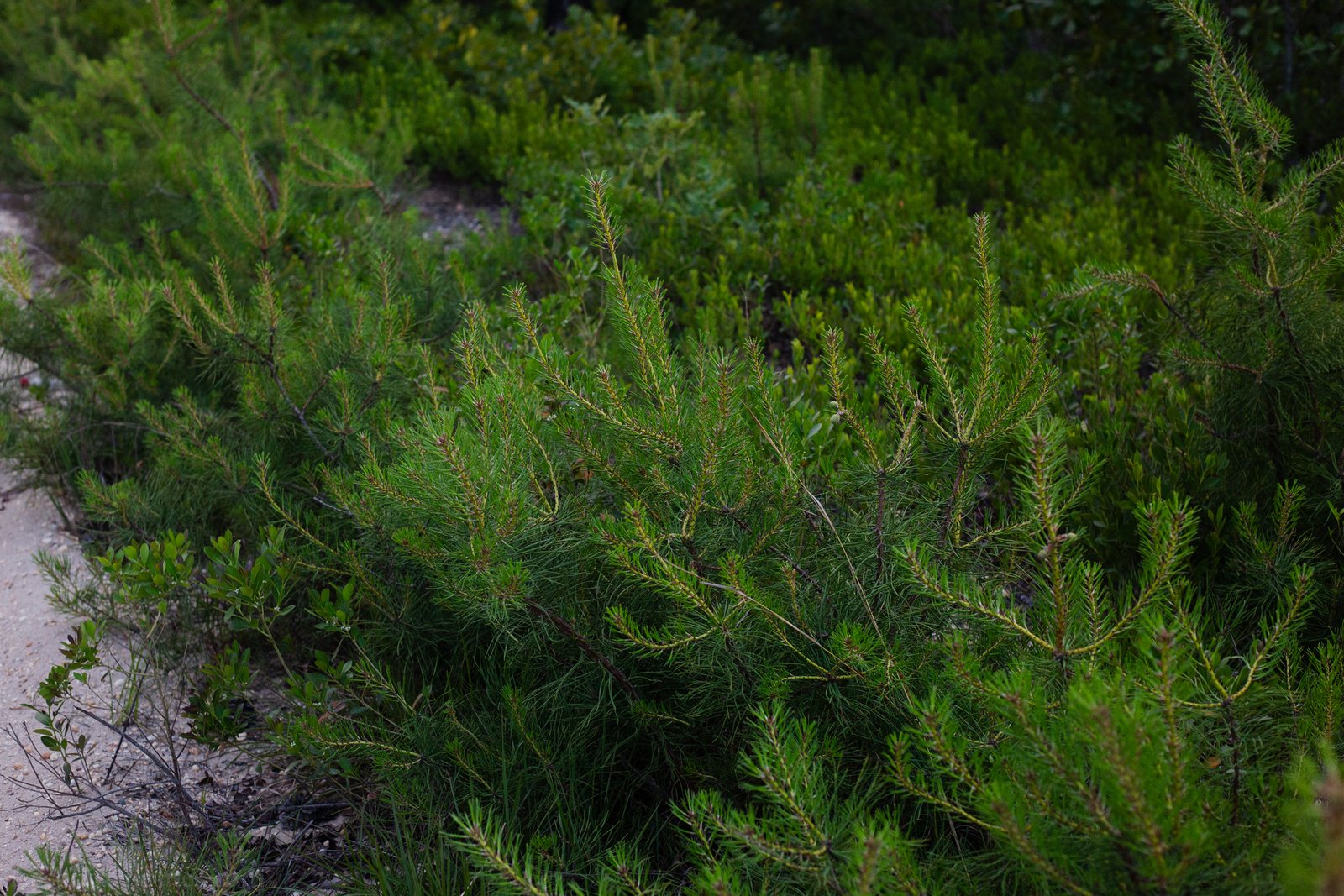 Pine sapling cluster