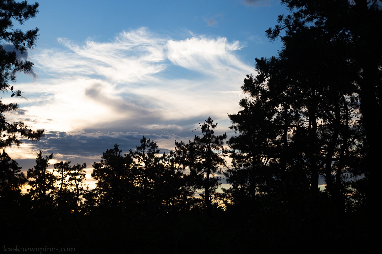 Pygmy pines evening civil twilight