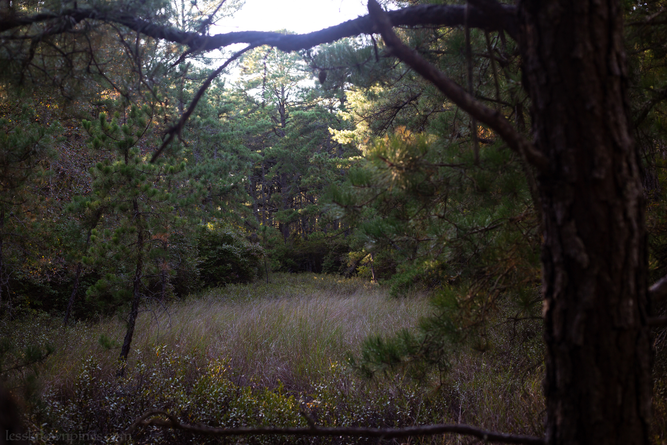 Small hidden grassland