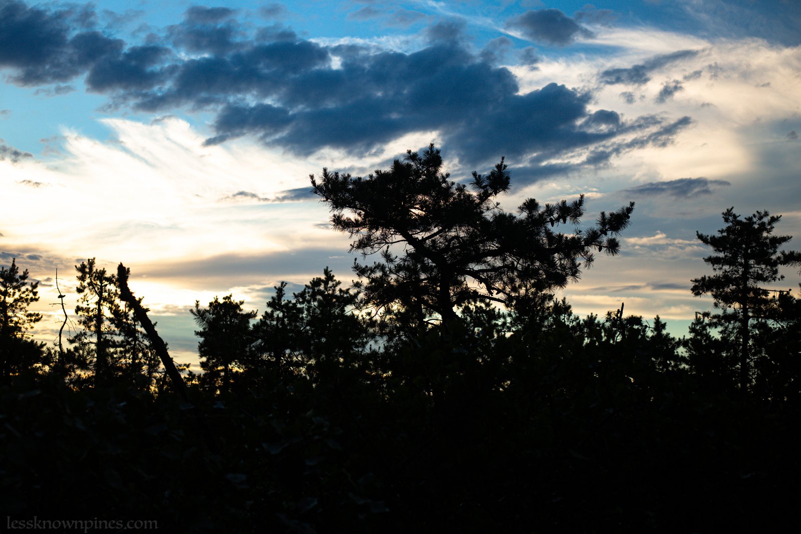 The sun begins to set over the pygmy pines