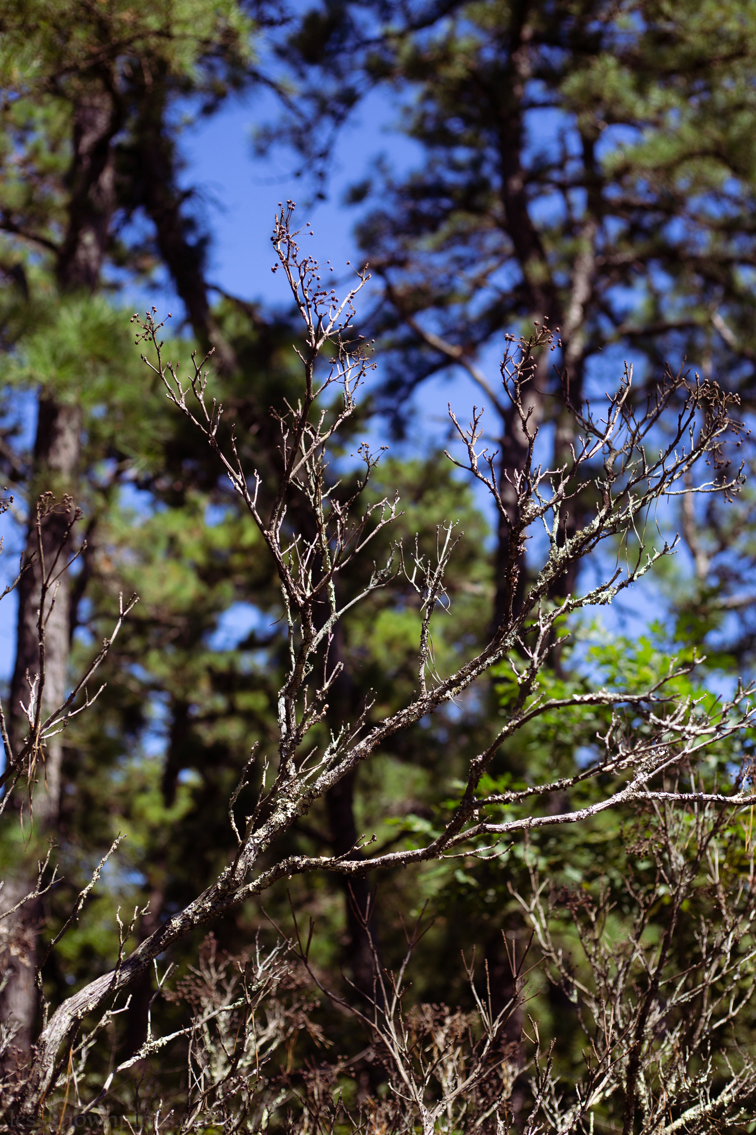 Crisp plant skeleton