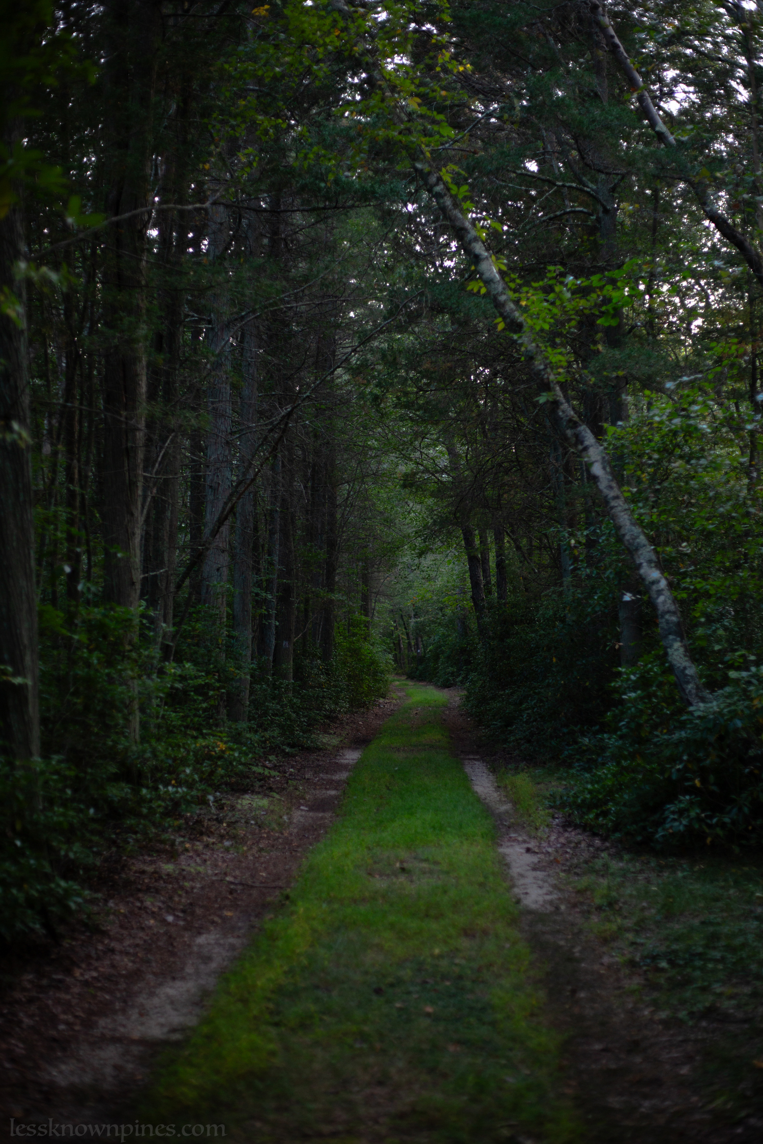 Dense blackgum forest trail