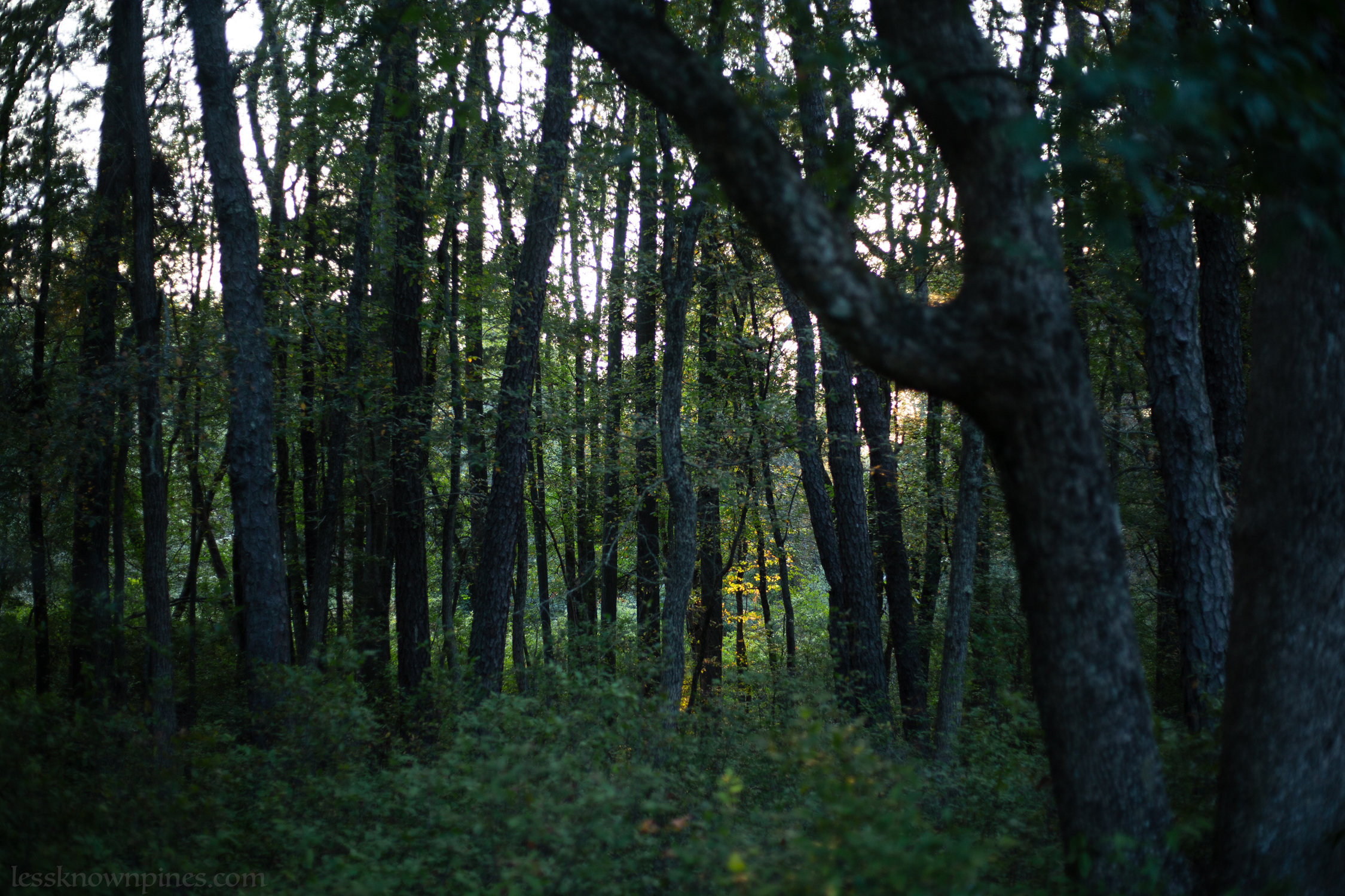 Early evening forest