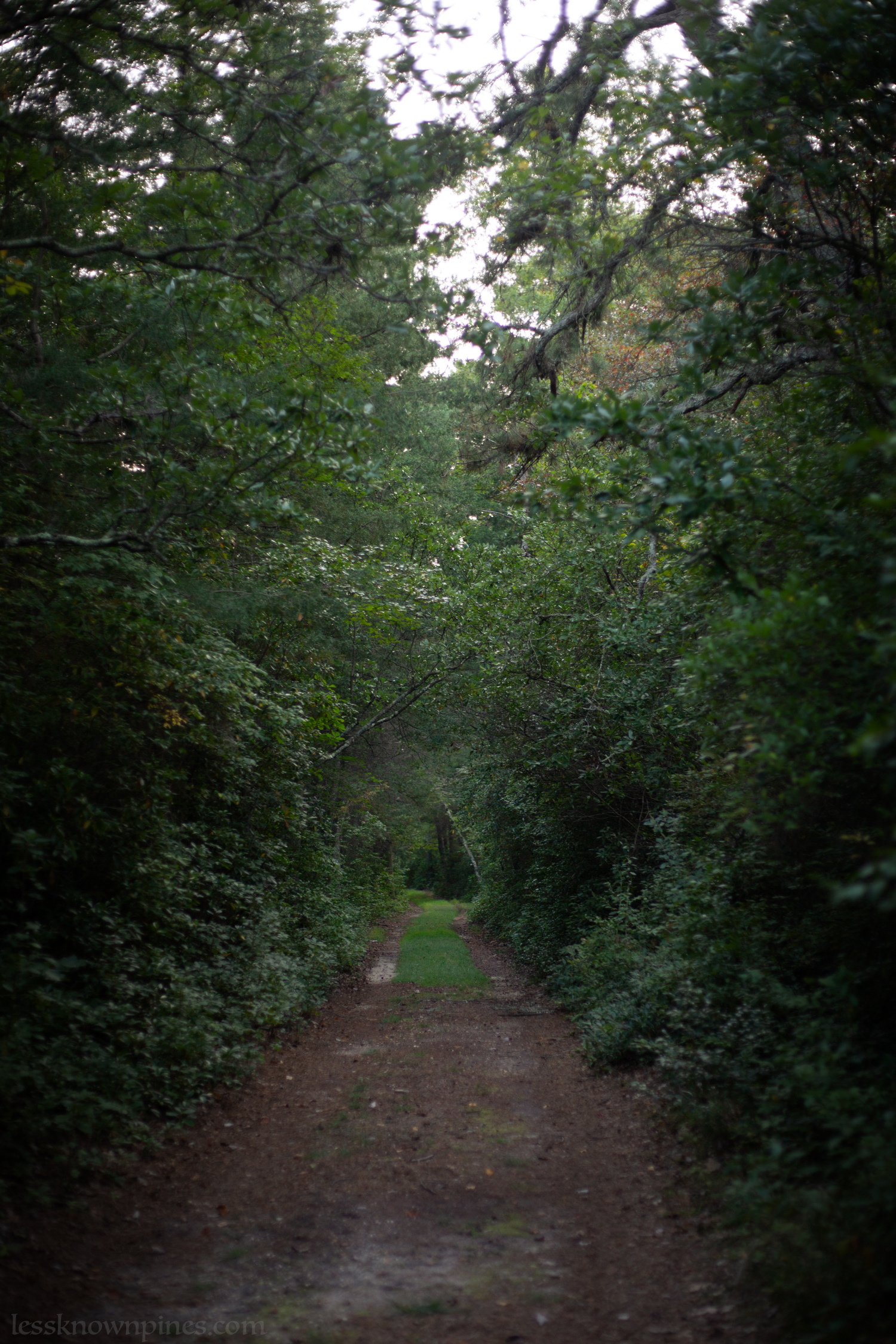 Narrow trail inside blackgum forest