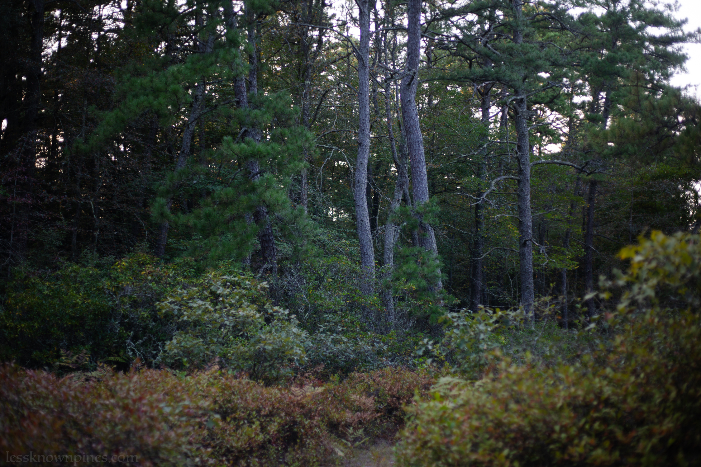 Pine-oak transition to blackgum