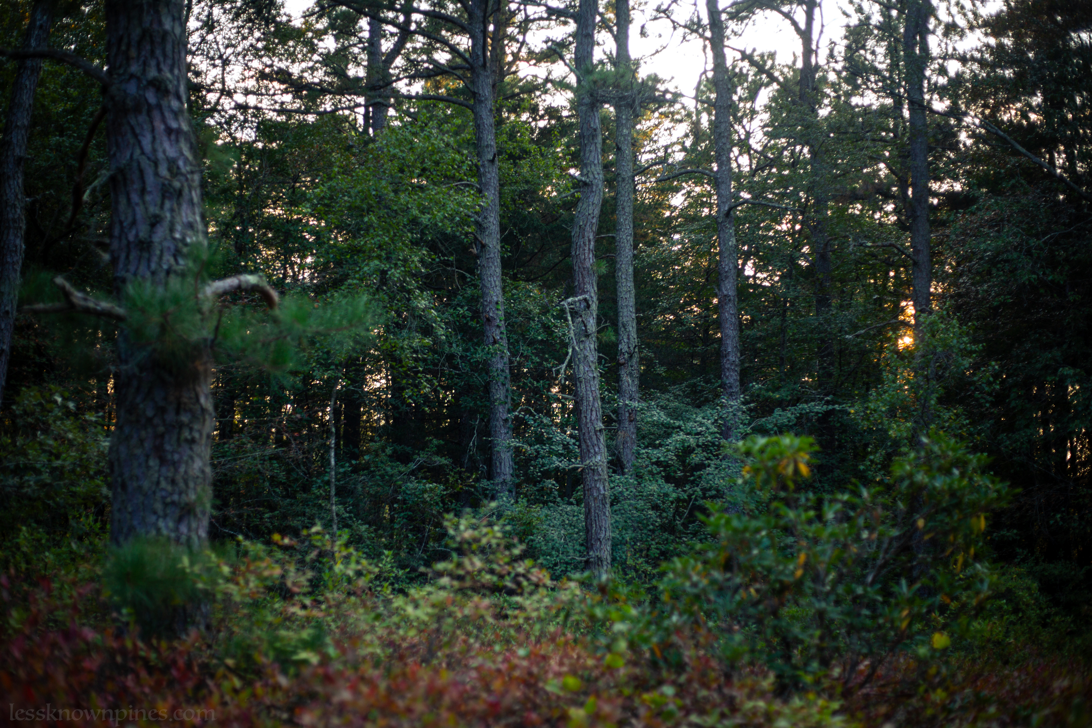 Surrounding area of blackgum forest