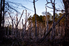 Hardwood wetlands thumbnail