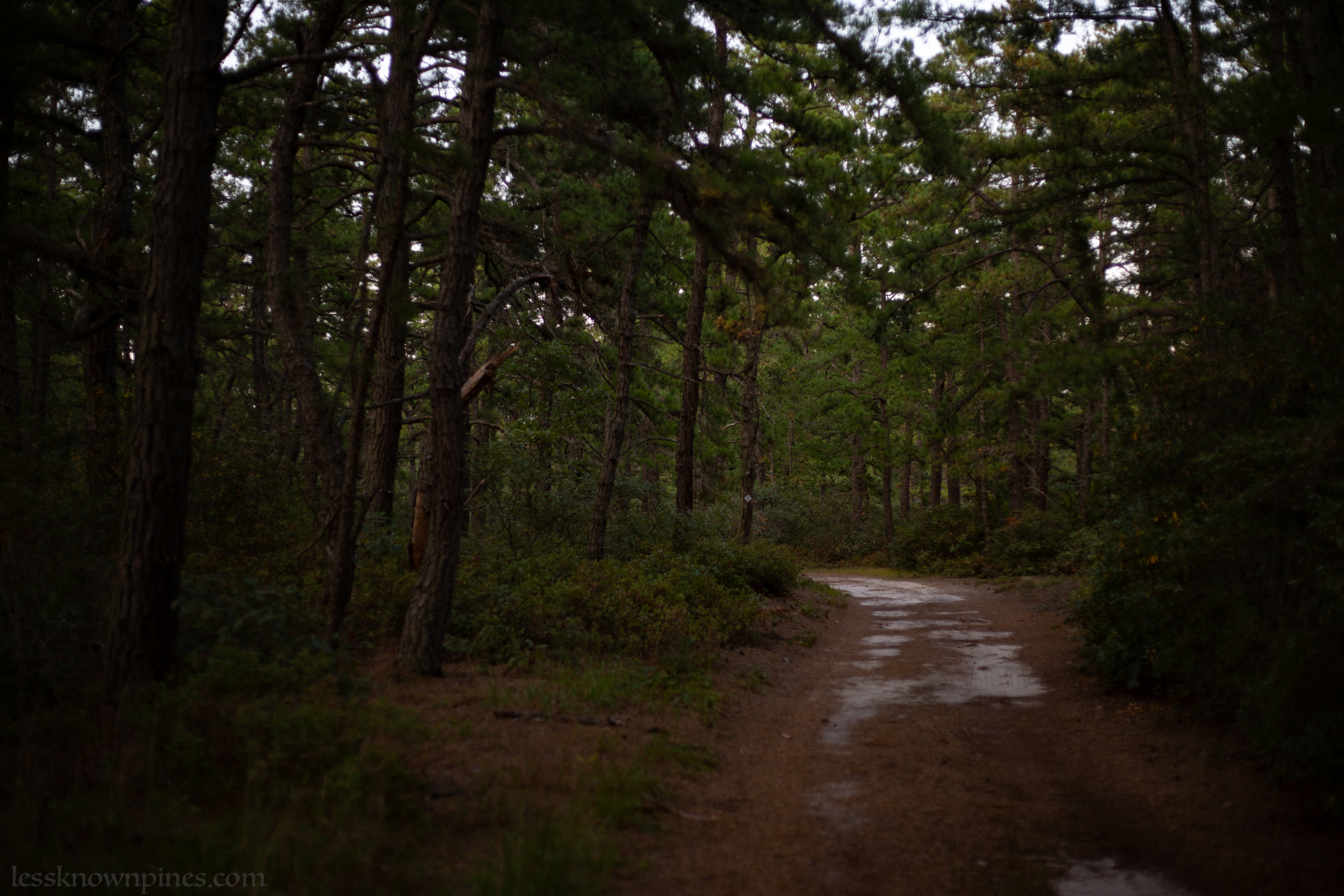 Trail in the uplands curves