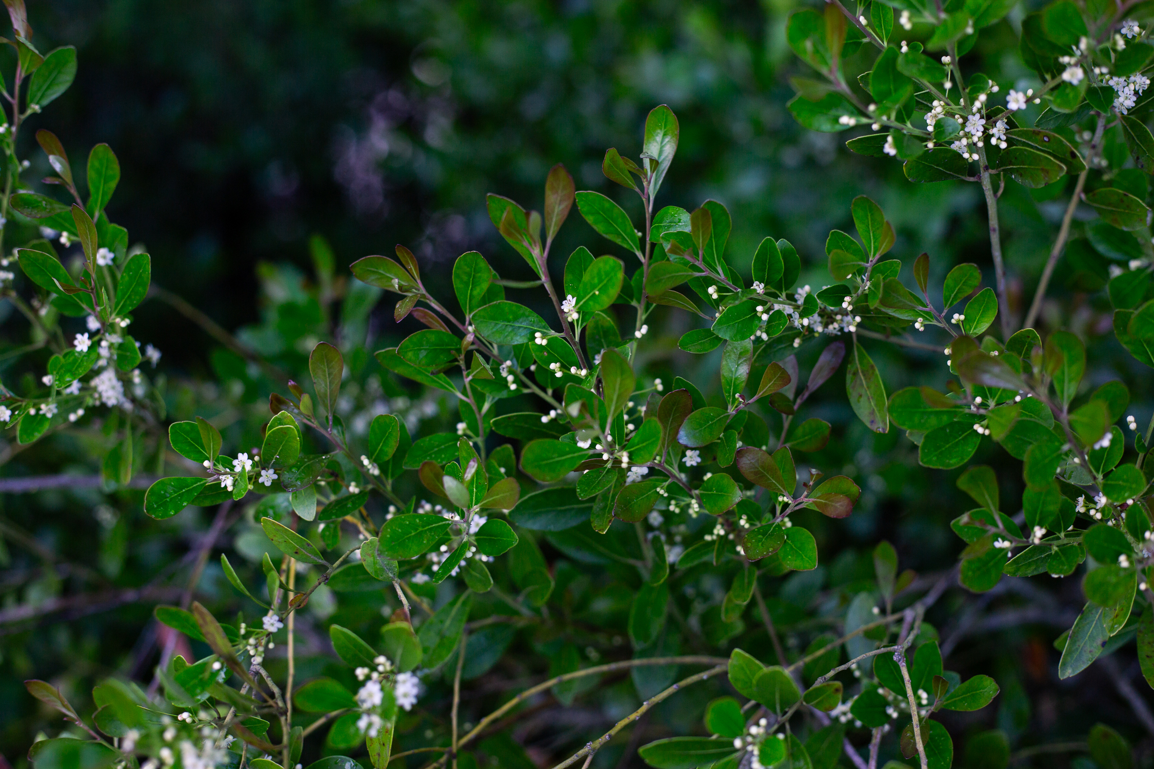 Big gallberry beginning to grow berries