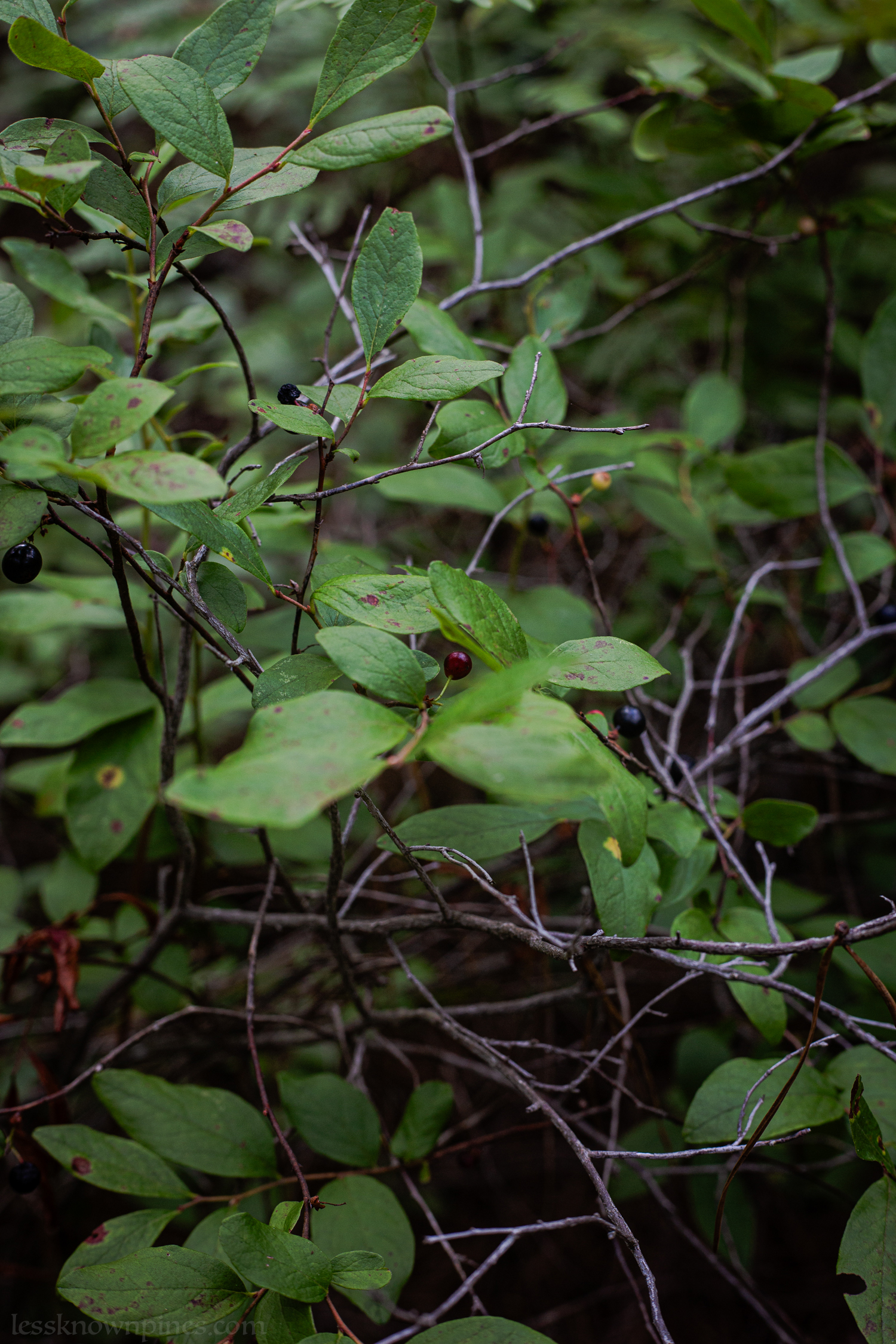 Black huckleberries ripening