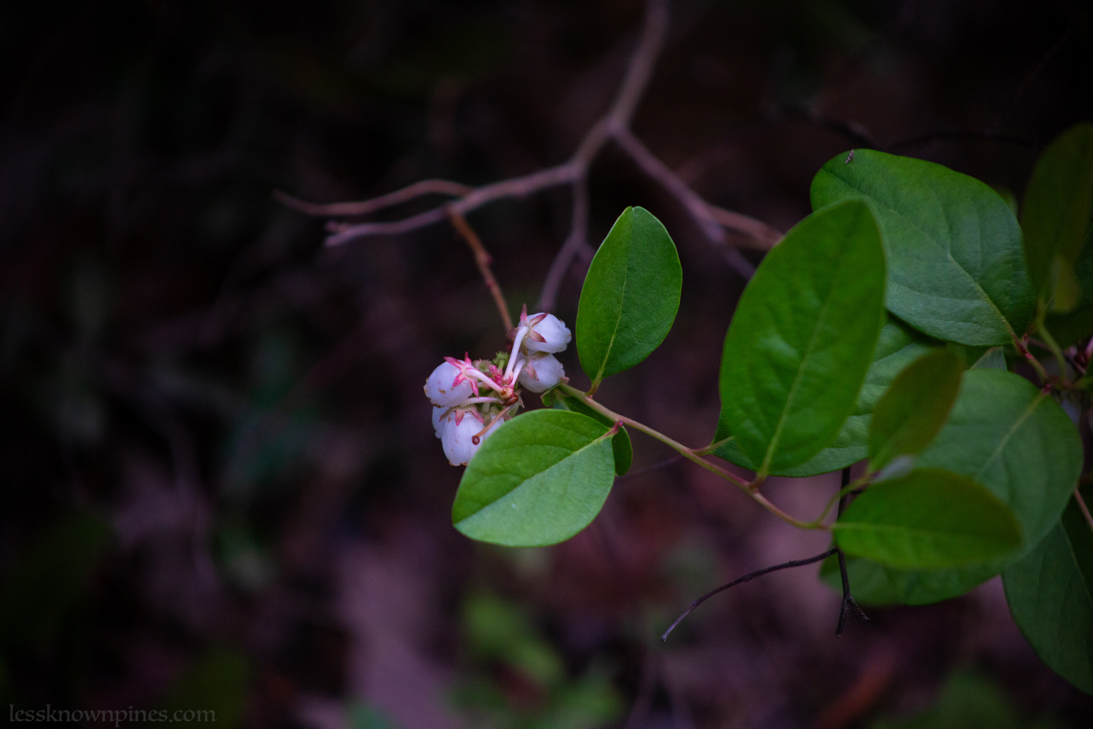 Dwarf huckleberry