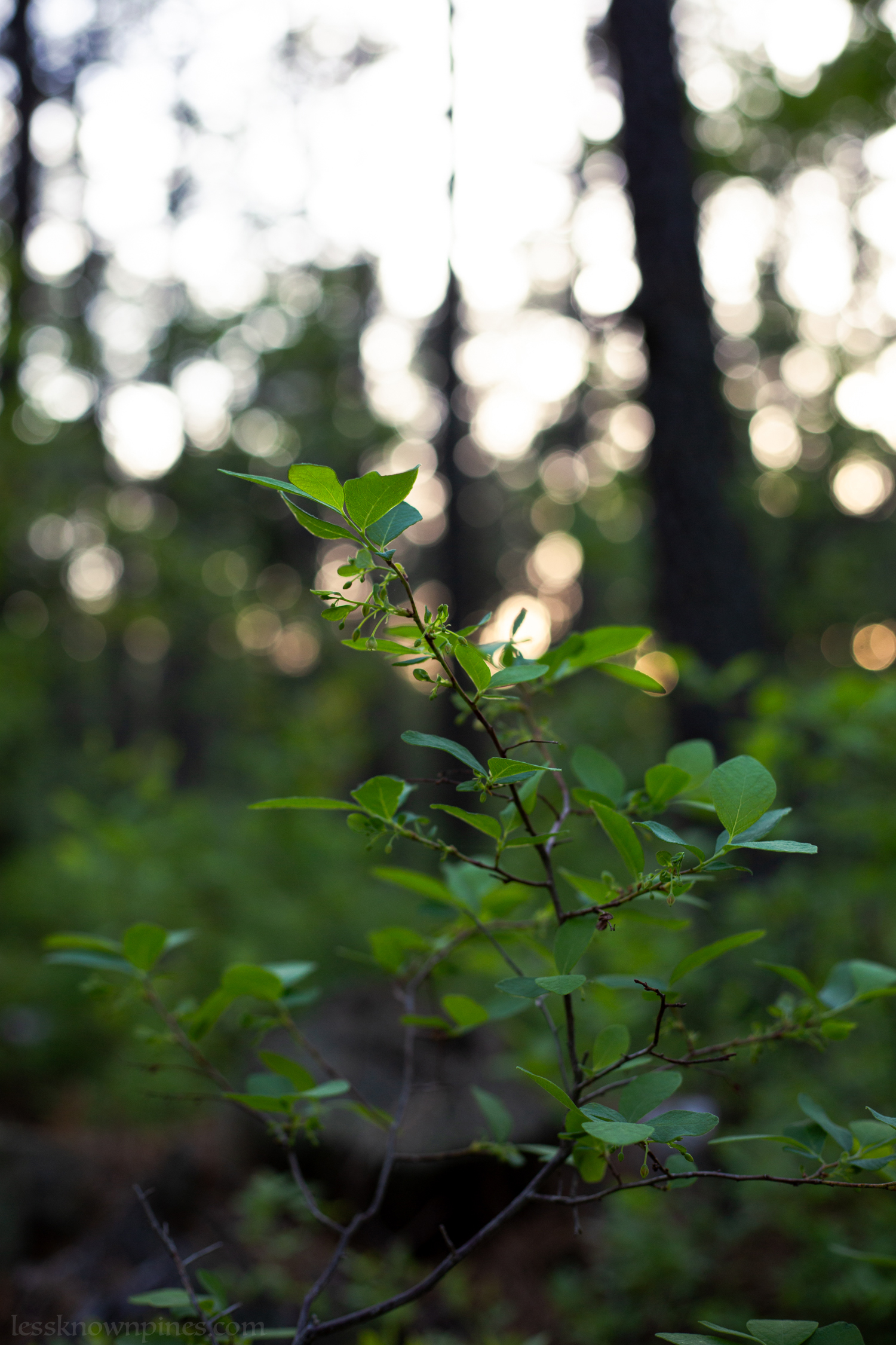 Blueberry early flower