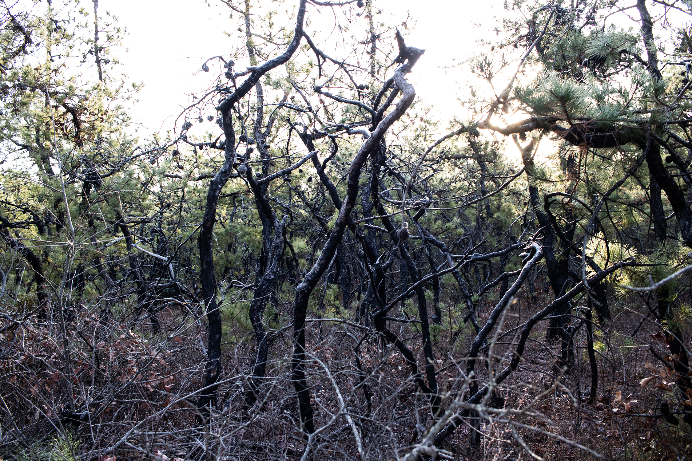 Burnt dwarf pines