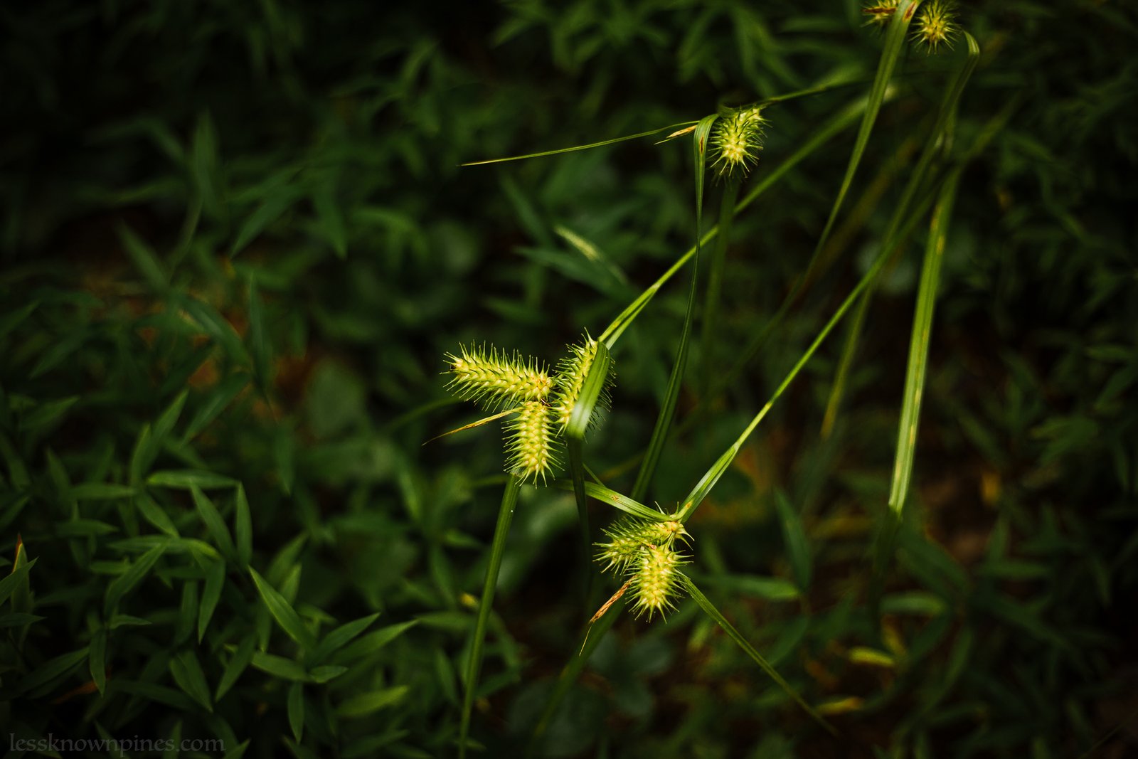 Clusters of three