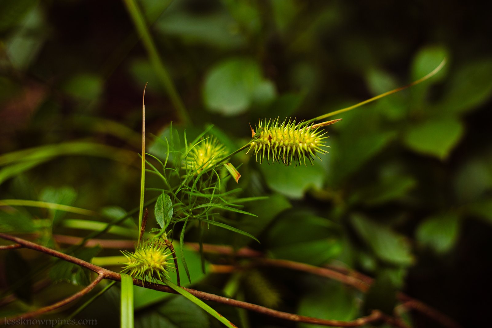 Vine with a single pod