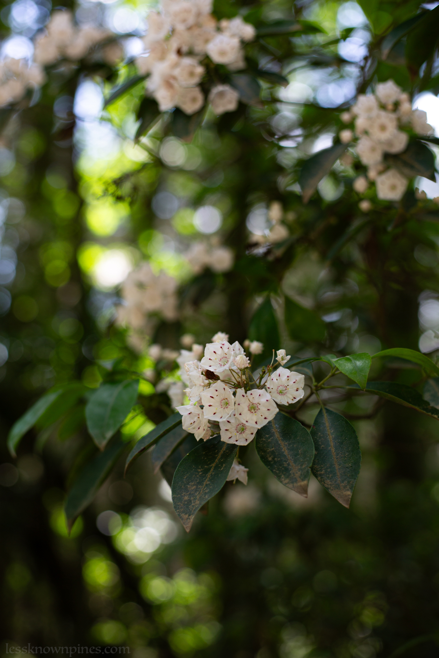Late spring mountain laurel bloom