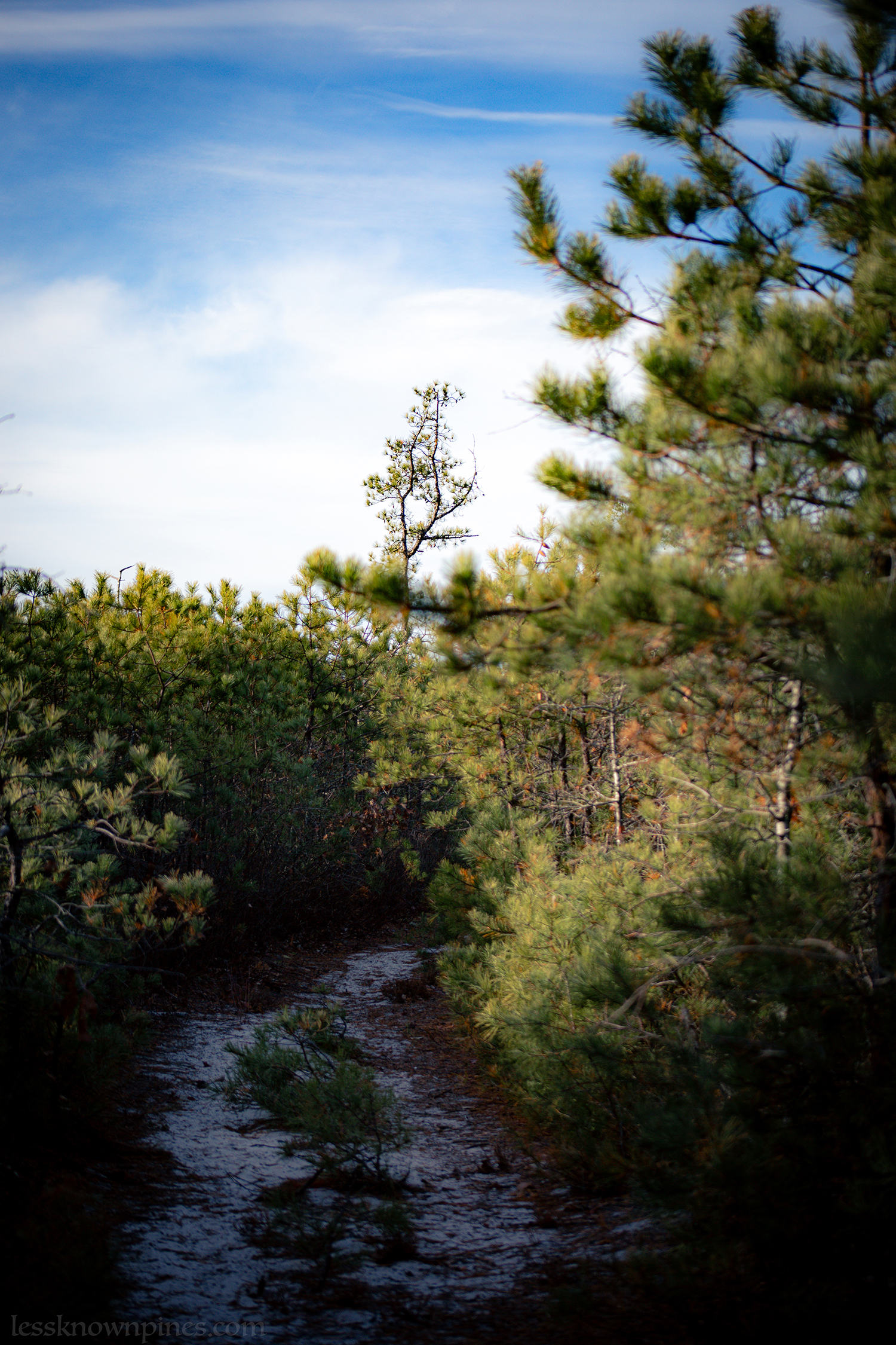 Narrow dwarf pine trail