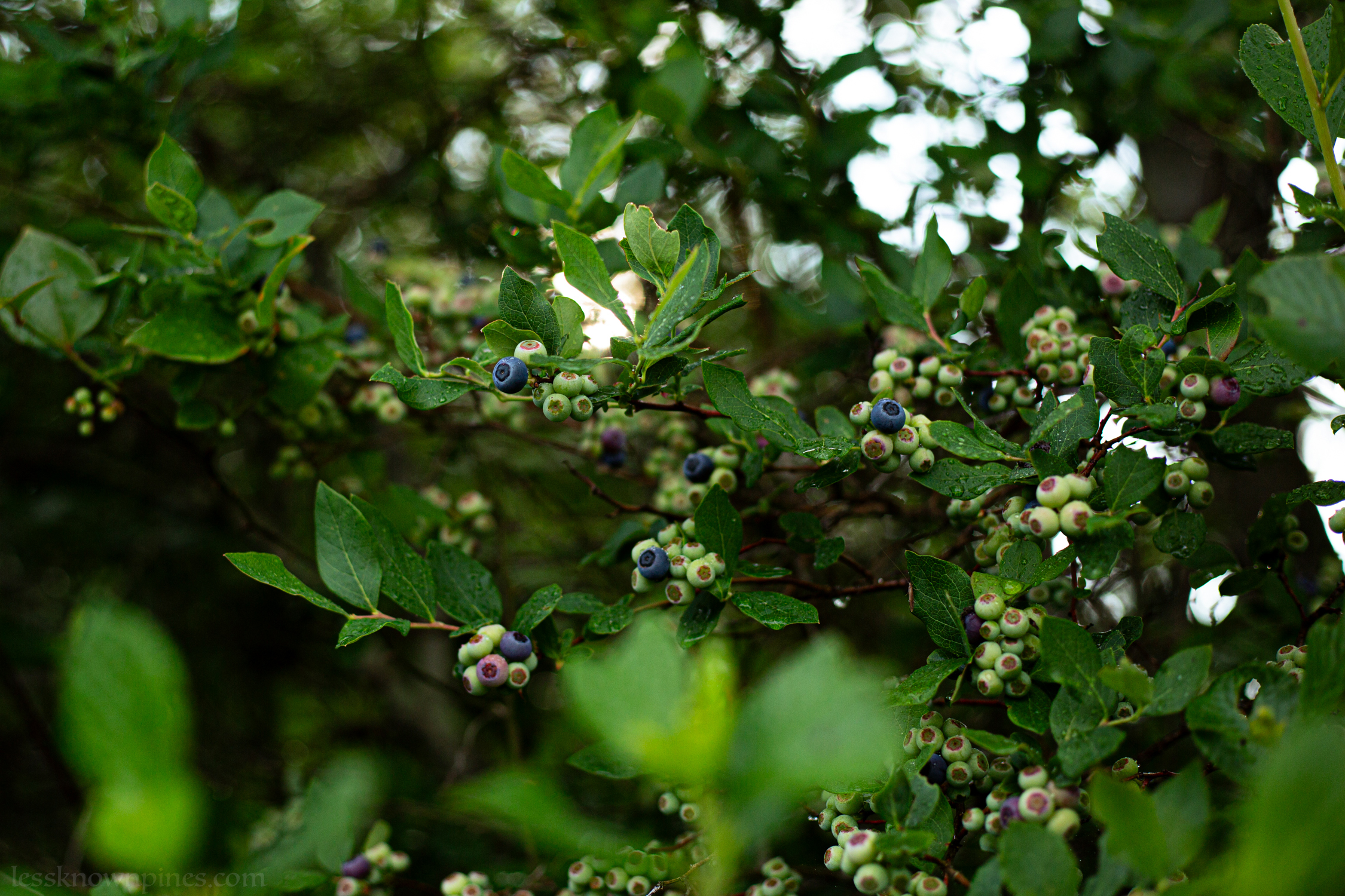 Early summer partially bloomed blueberry