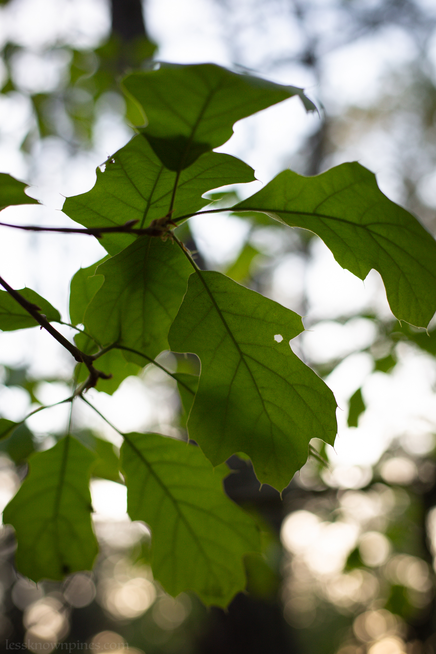 Evening oak branch during mid spring