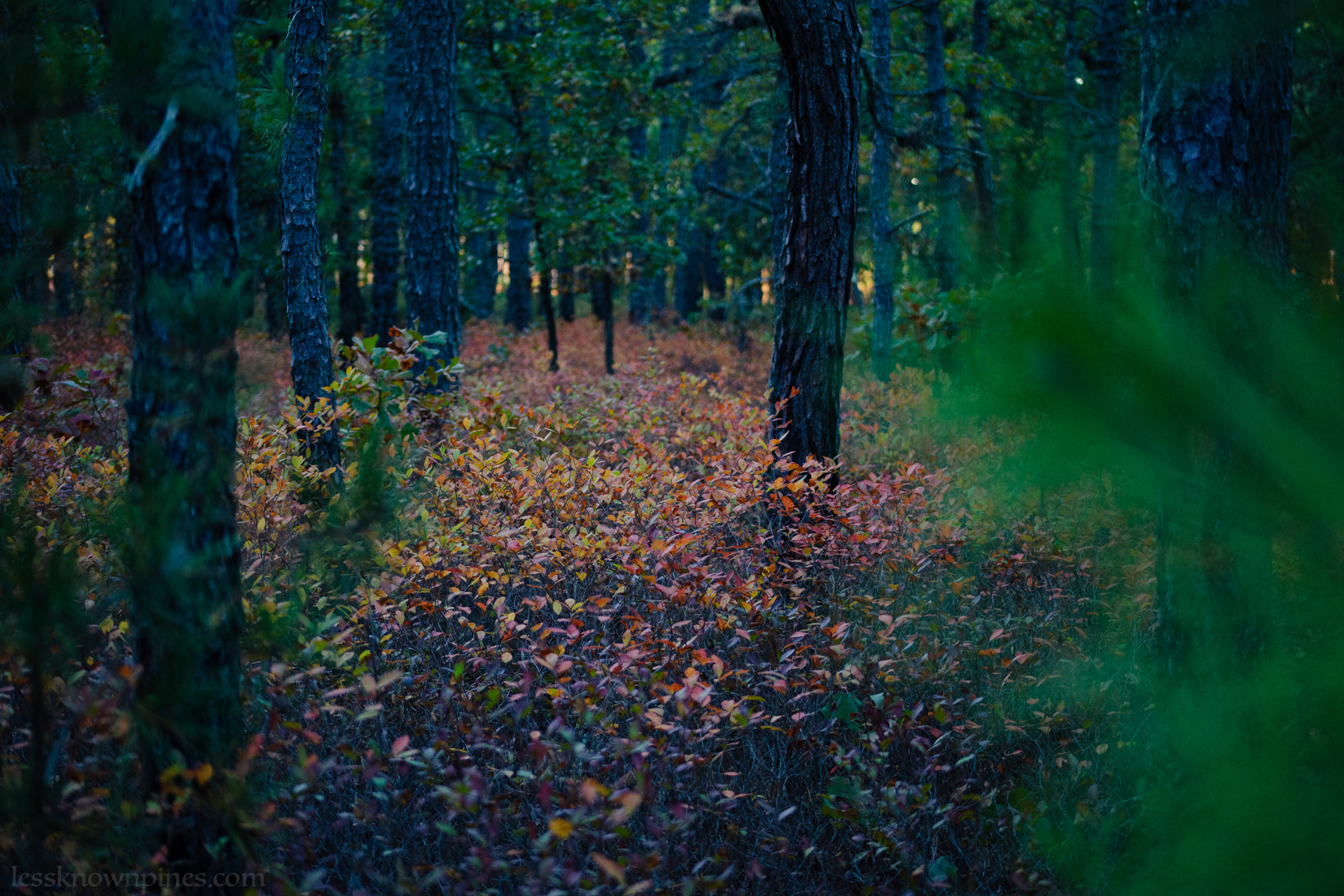 Fall foliage changing color
